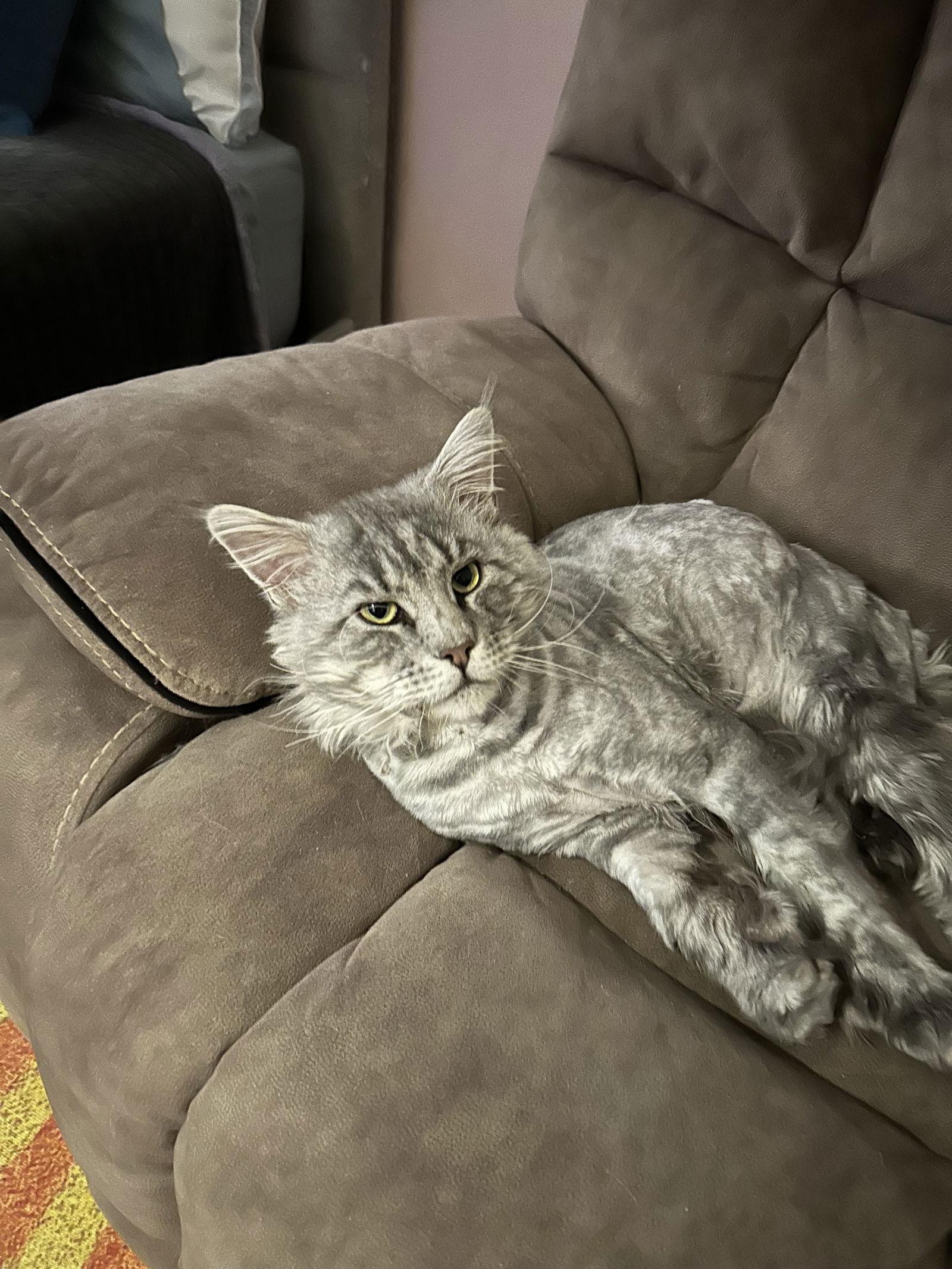 Enlarge Lucas “Luke”, a Adopted Maine Coon in Absecon, NJ image 1/3