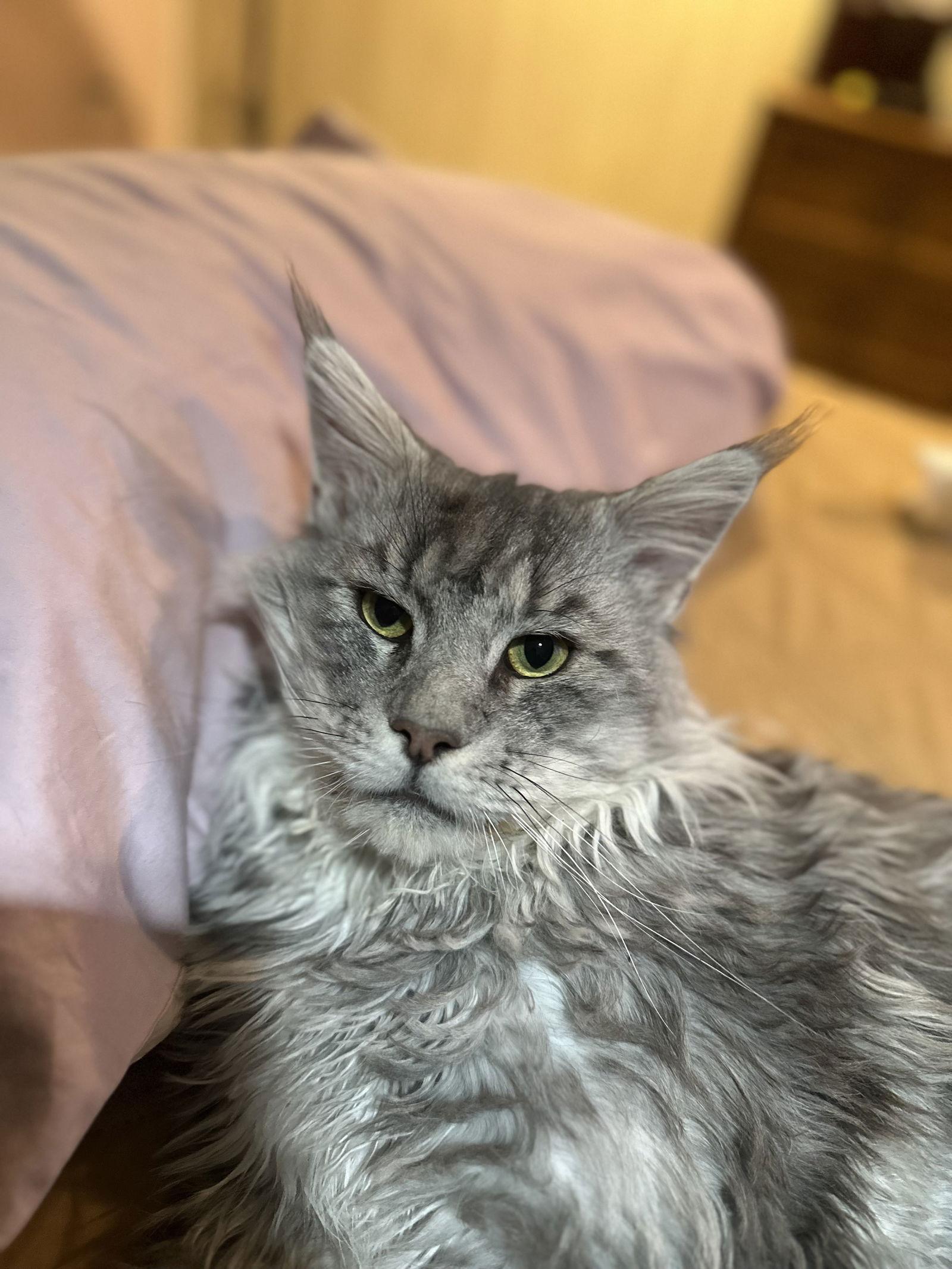 Enlarge Lucas “Luke”, a Adopted Maine Coon in Absecon, NJ image 2/3