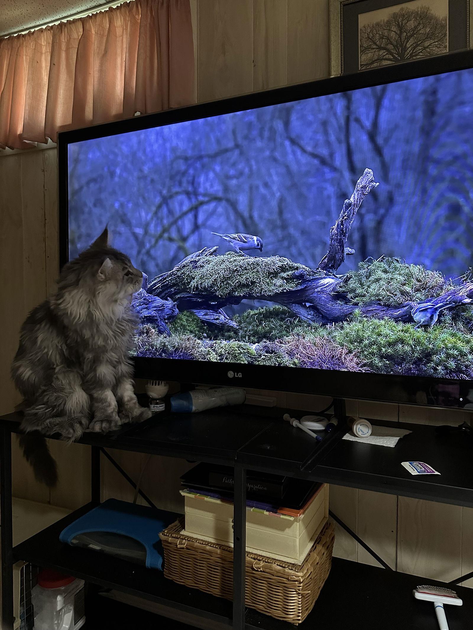 Enlarge Lucas “Luke”, a Adopted Maine Coon in Absecon, NJ image 3/3