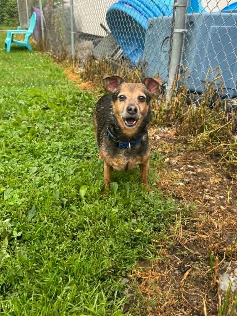 Enlarge AJ, a Adoptable mixed breed in Marion, OH image 1/1