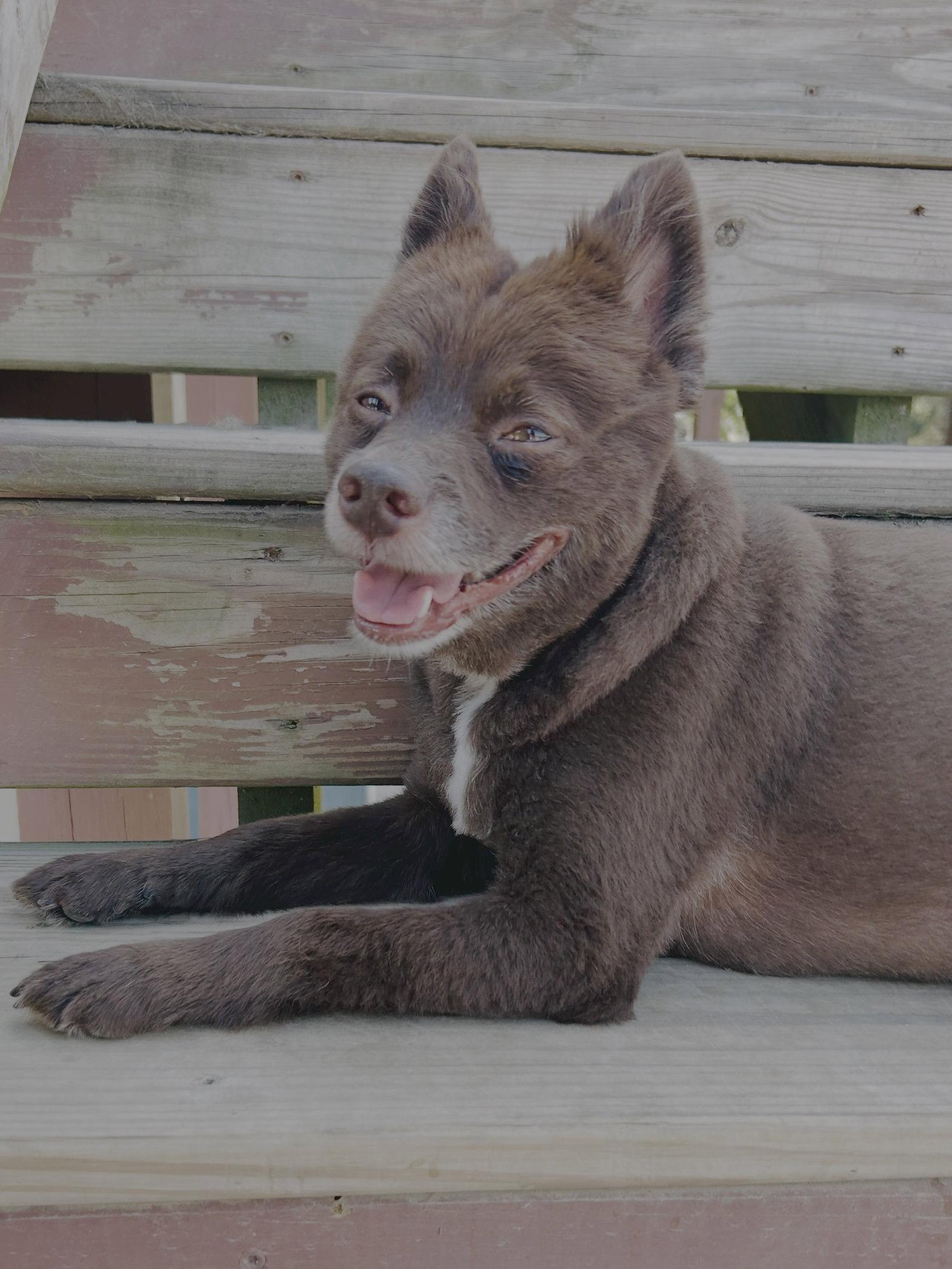 Enlarge CoCo, a Adoptable Pomeranian in Elizabethtown, PA image 1/3