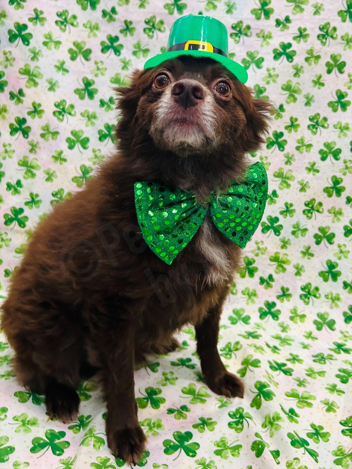 Enlarge CoCo, a Adoptable Pomeranian in Elizabethtown, PA image 1/3