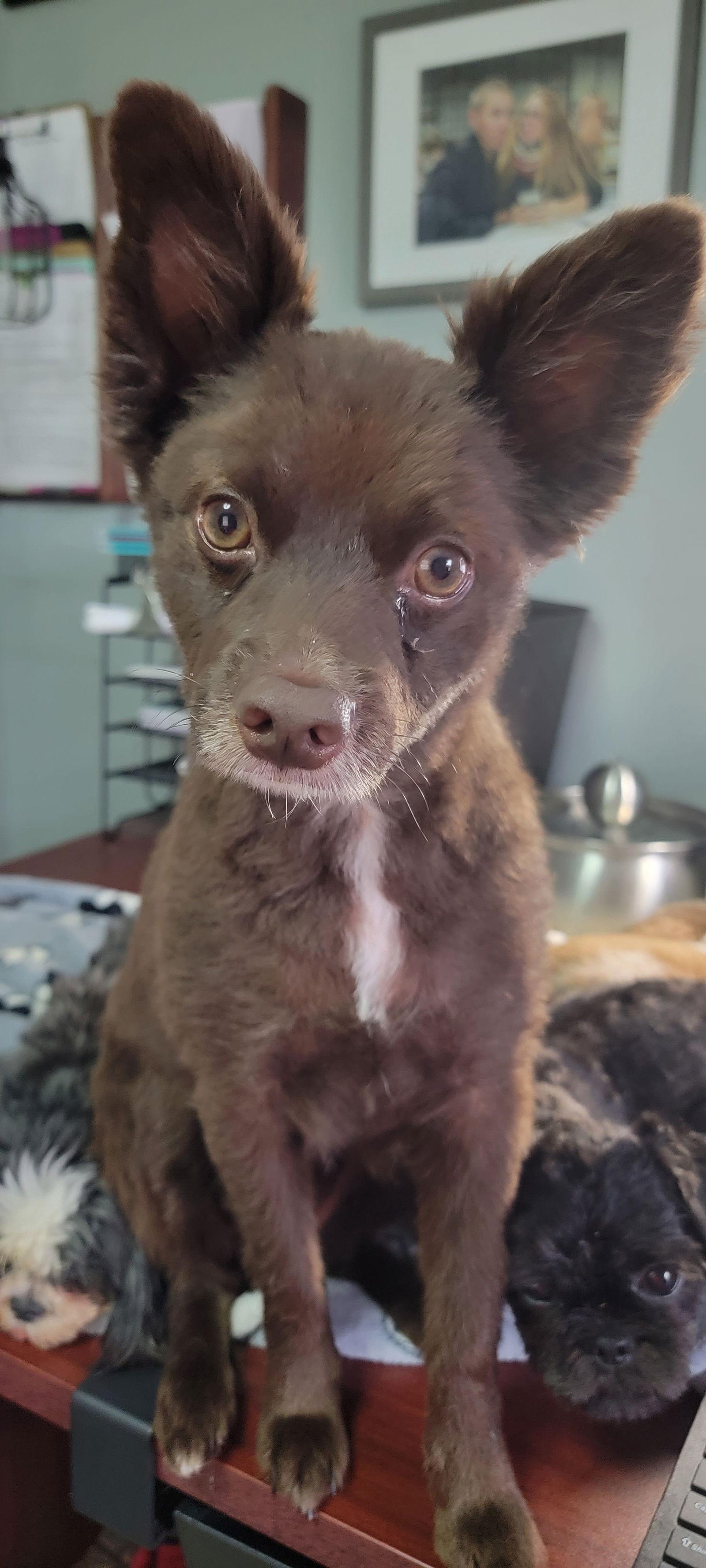 CoCo, Adoptable, Young Male Pomeranian.