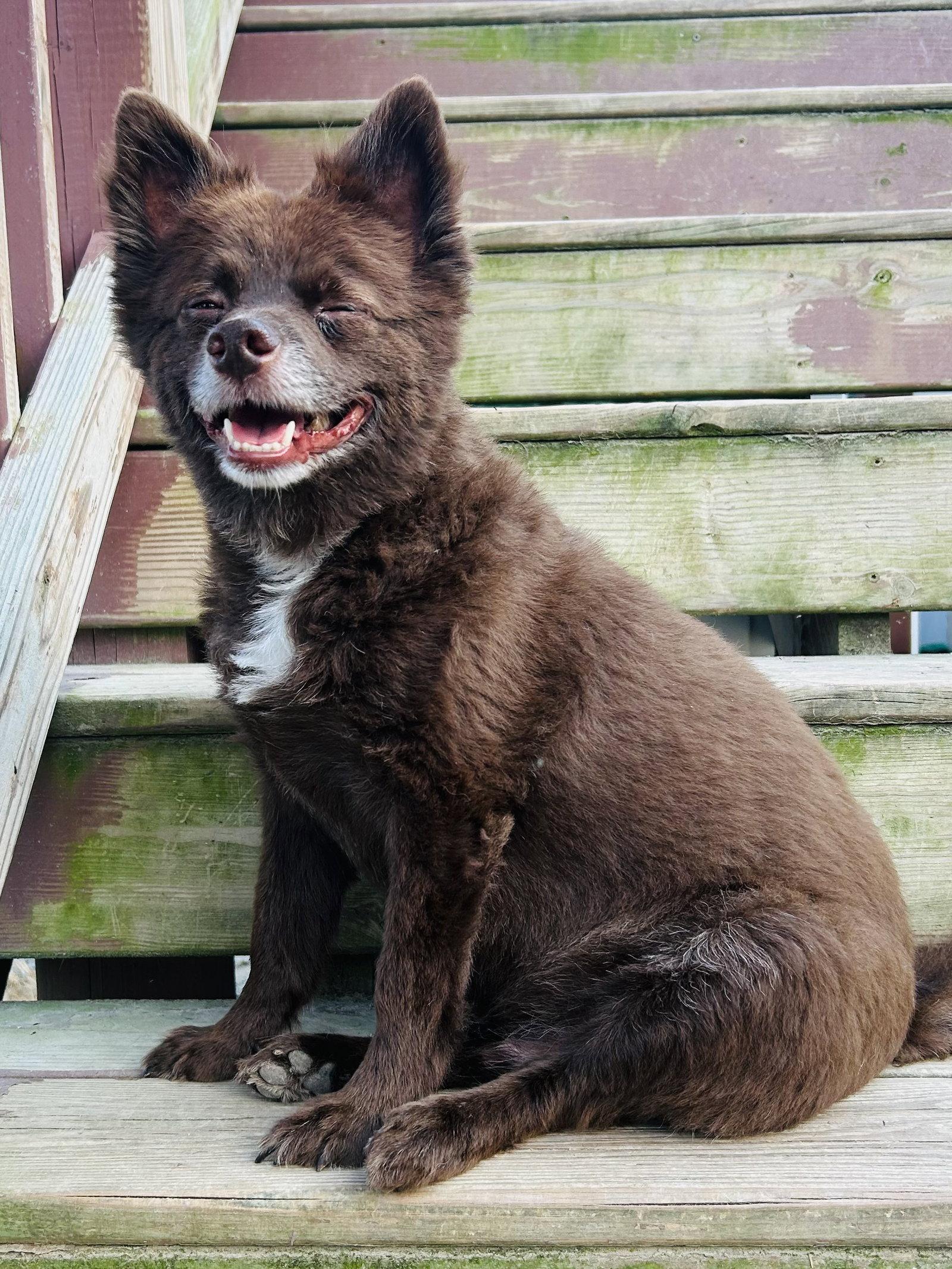 CoCo, a Adoptable Pomeranian in Elizabethtown, PA image 2/3