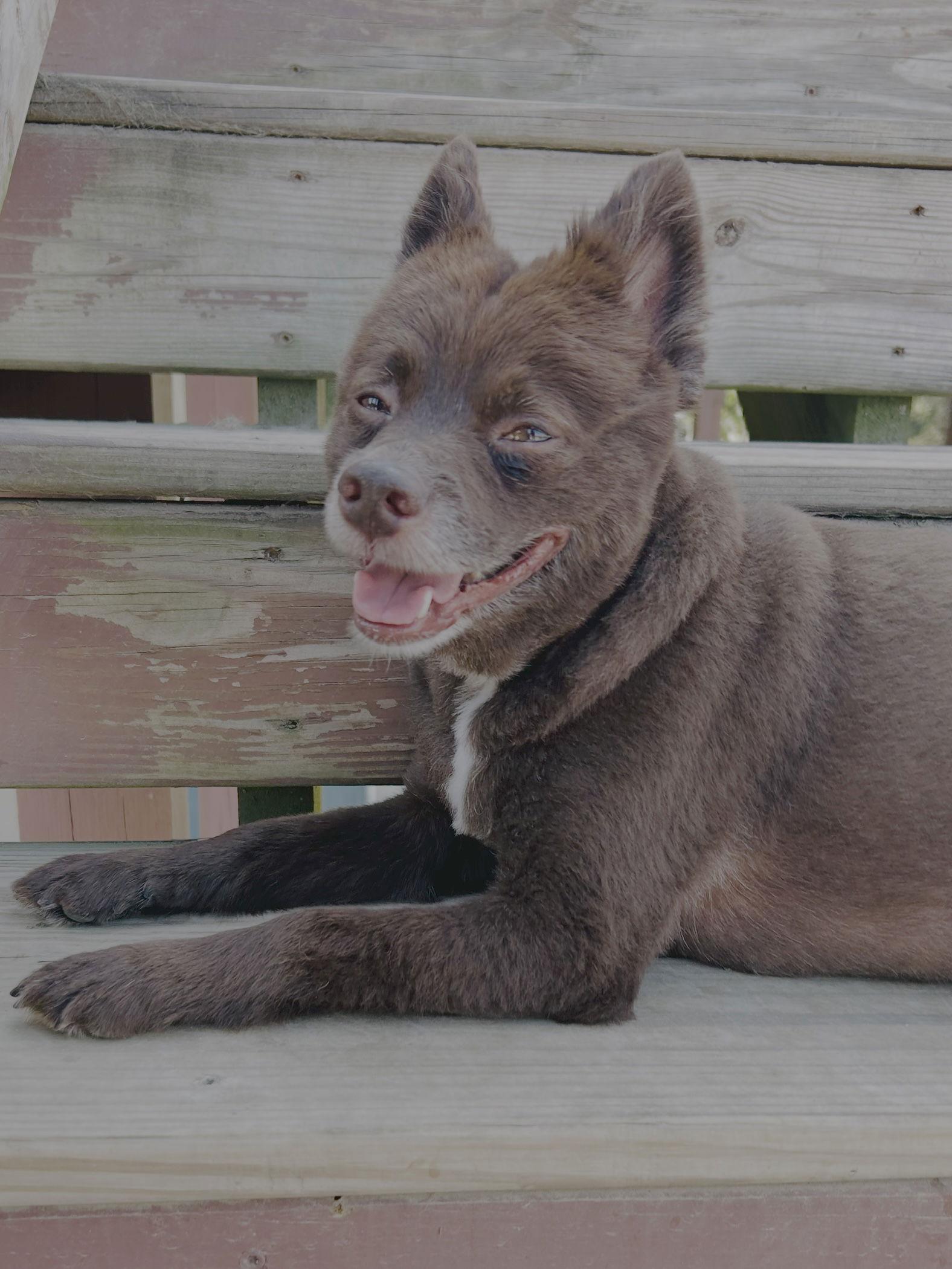Enlarge CoCo, a Adoptable Pomeranian in Elizabethtown, PA image 2/3