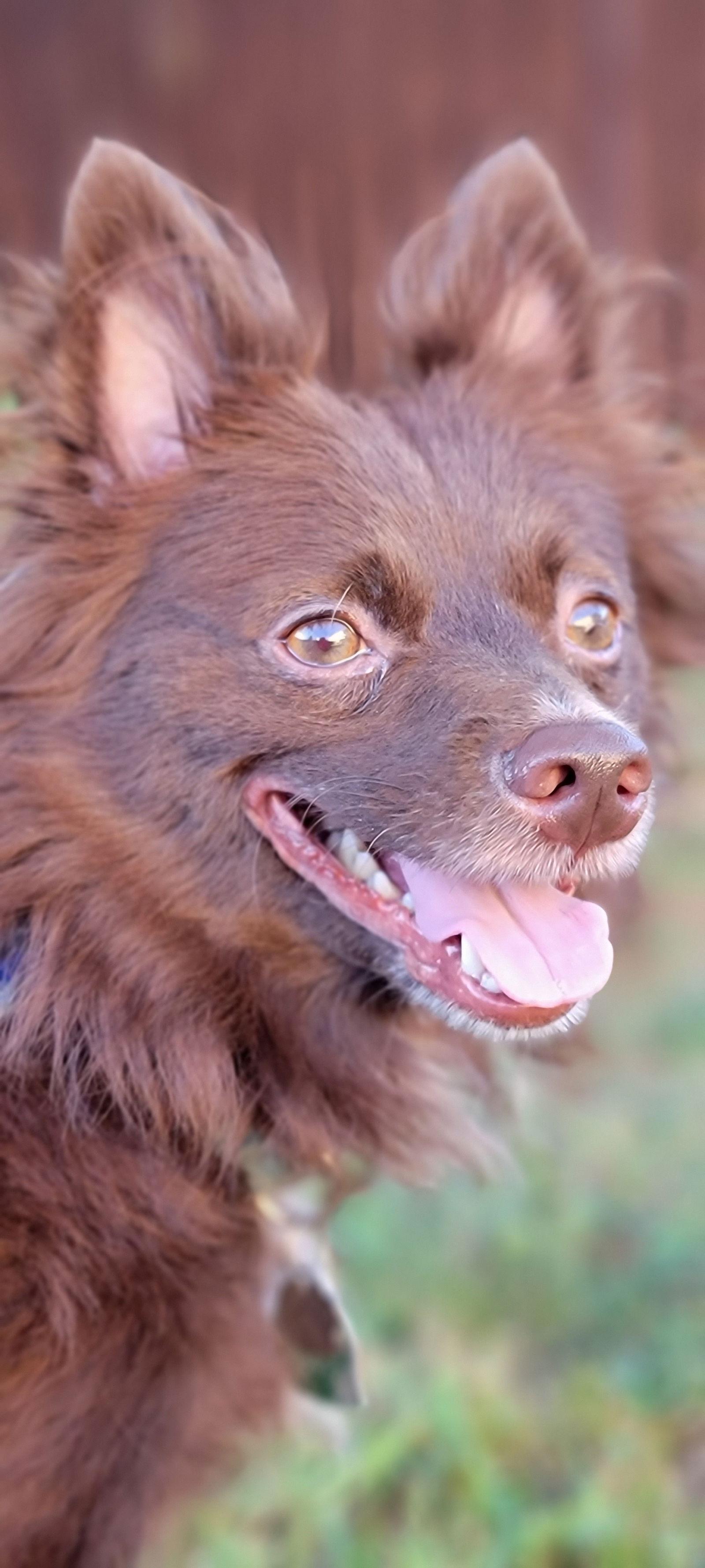 Enlarge CoCo, a Adoptable Pomeranian in Elizabethtown, PA image 3/3