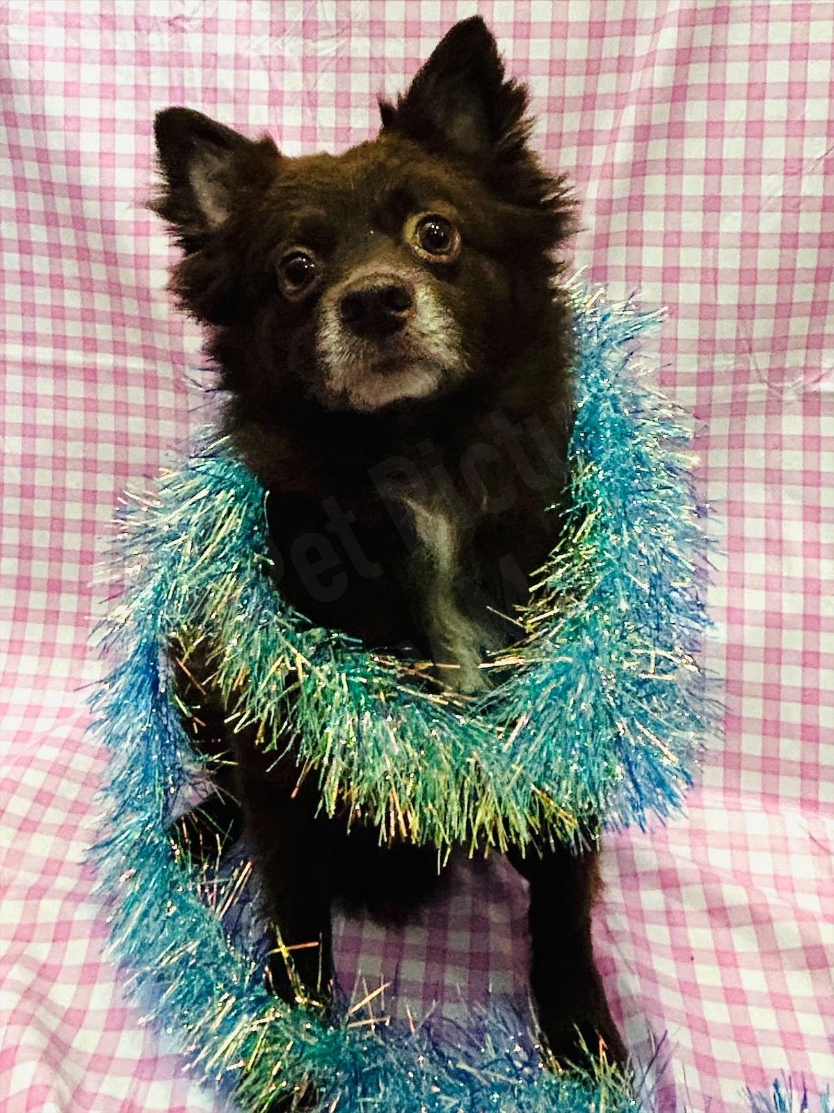 Enlarge CoCo, a Adoptable Pomeranian in Elizabethtown, PA image 3/3