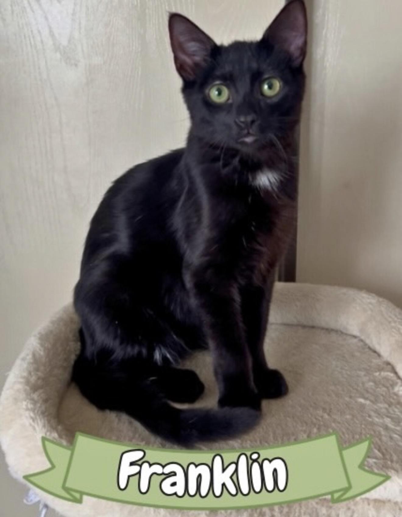 Franklin, ADOPTABLE, Young Male Domestic Short Hair.