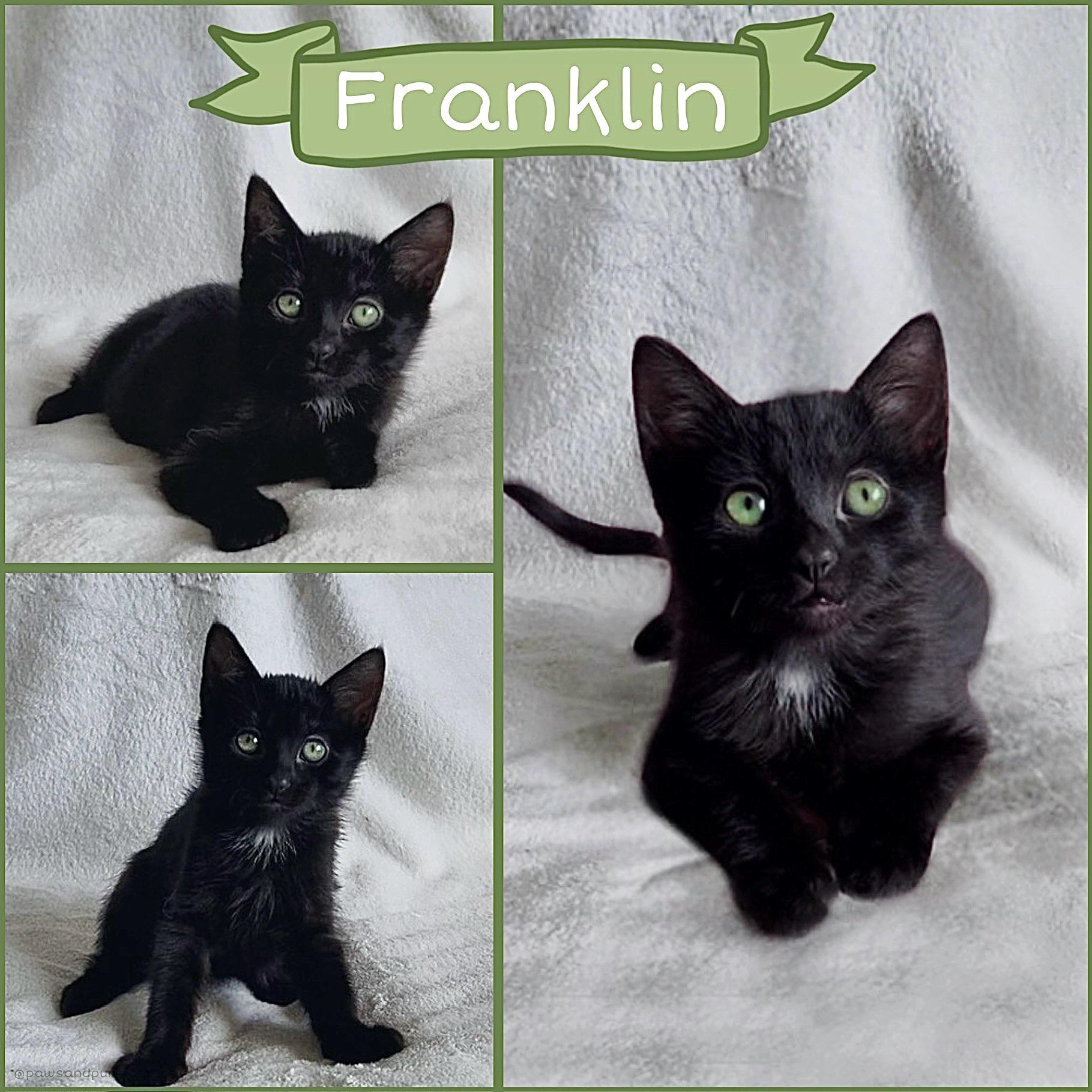Enlarge Franklin, a ADOPTABLE Domestic Short Hair in Oakley, CA image 1/1