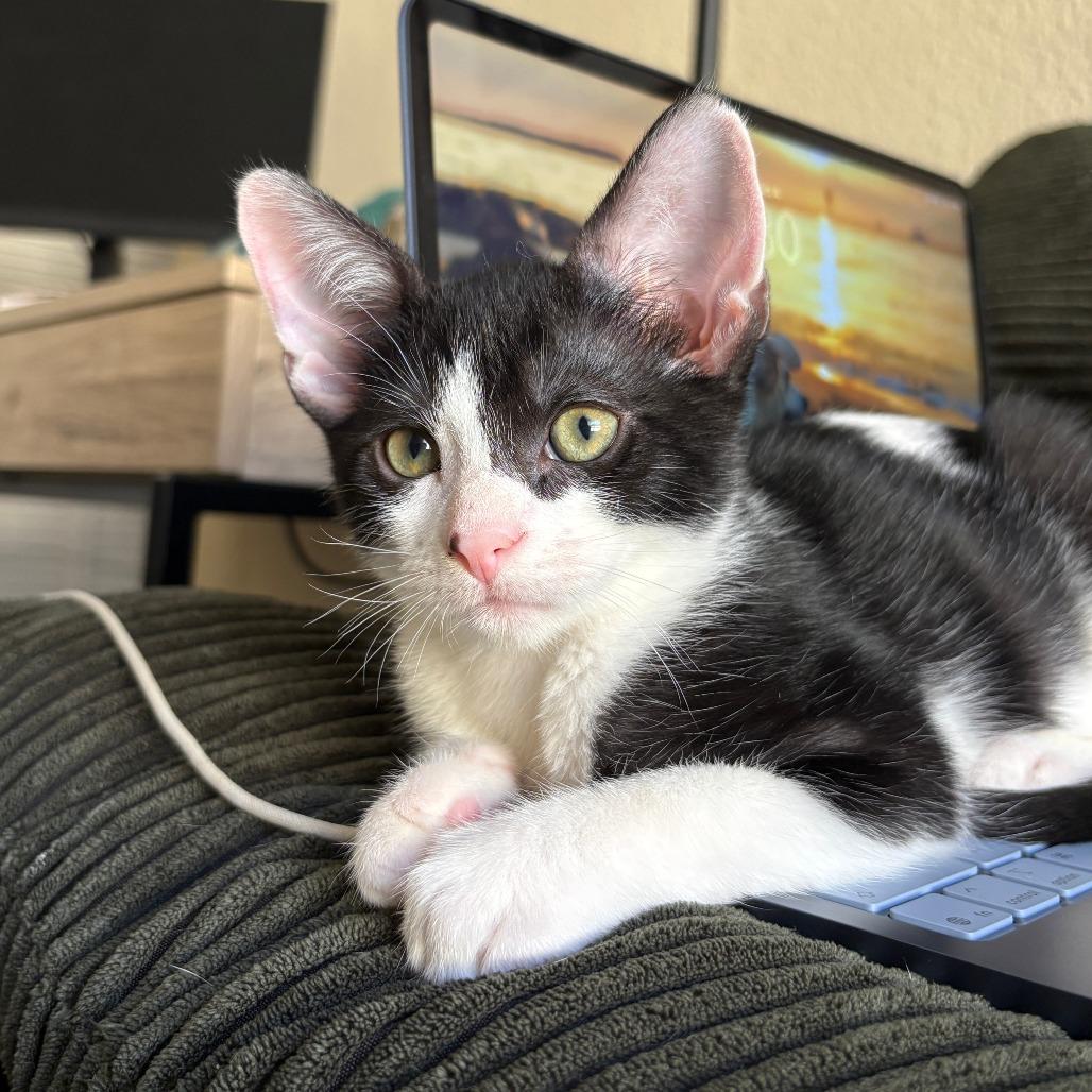 Enlarge Leonardo, a Adoptable Domestic Short Hair in San Diego, CA image 1/3