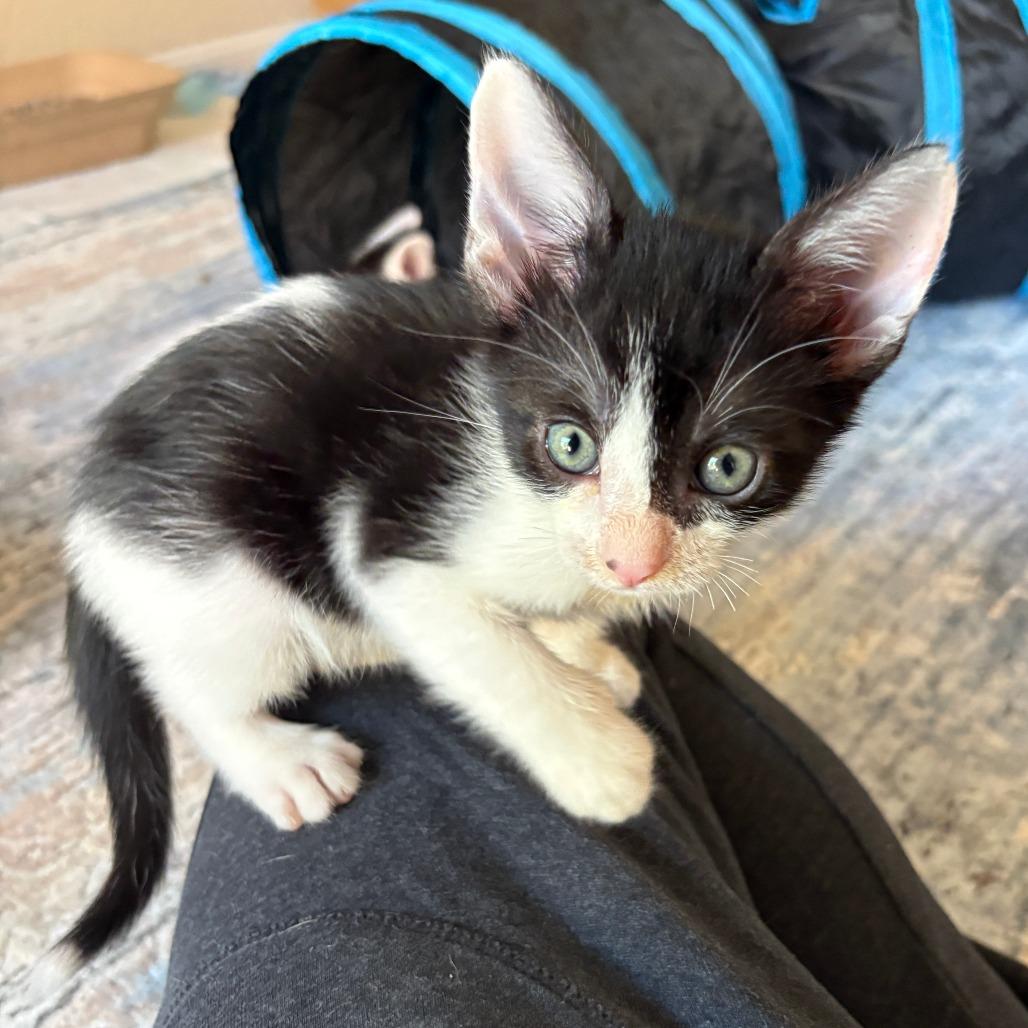 Enlarge Leonardo, a Adoptable Domestic Short Hair in San Diego, CA image 2/3