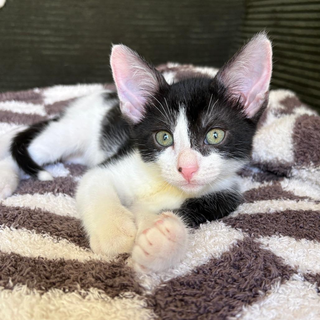 Enlarge Leonardo, a Adoptable Domestic Short Hair in San Diego, CA image 3/3