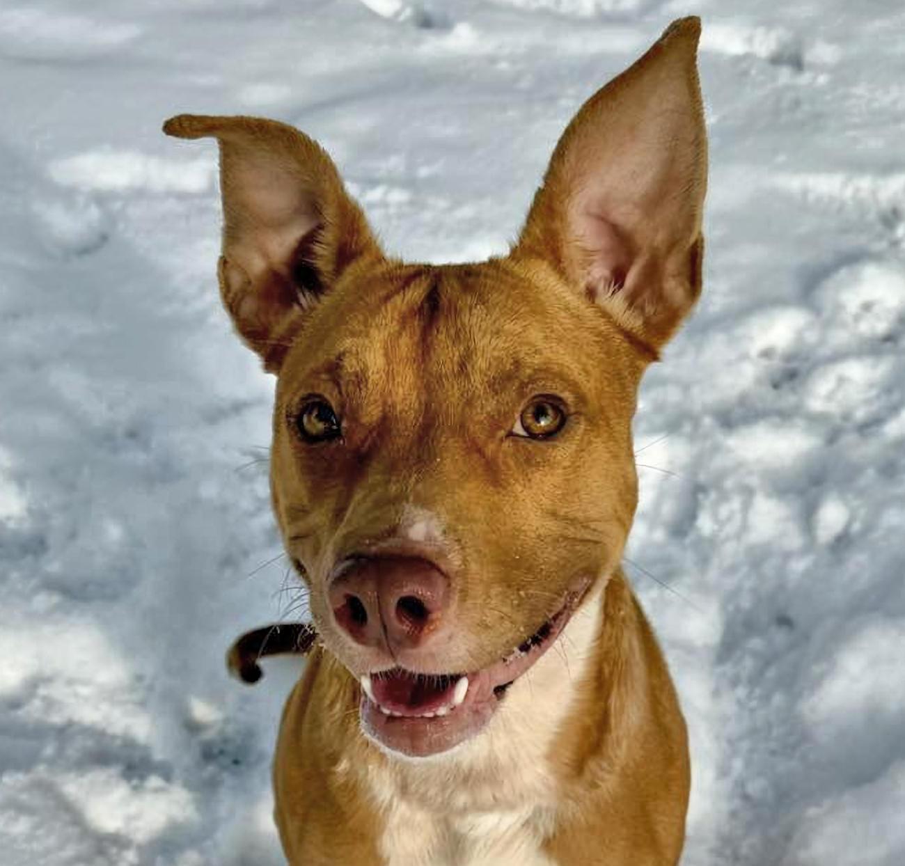 Enlarge Haden, a ADOPTABLE mixed breed in Euclid, OH image 1/2