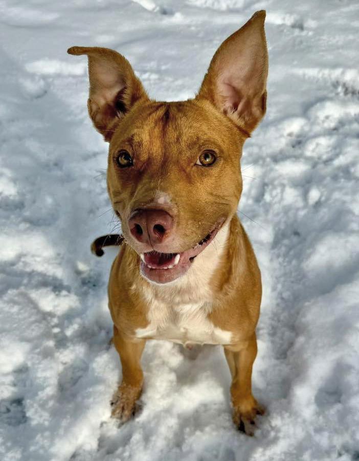 Enlarge Haden, a ADOPTABLE mixed breed in Euclid, OH image 2/2