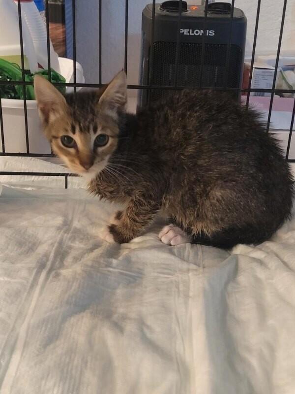 Alvin, Adoptable, Young Male Domestic Short Hair.