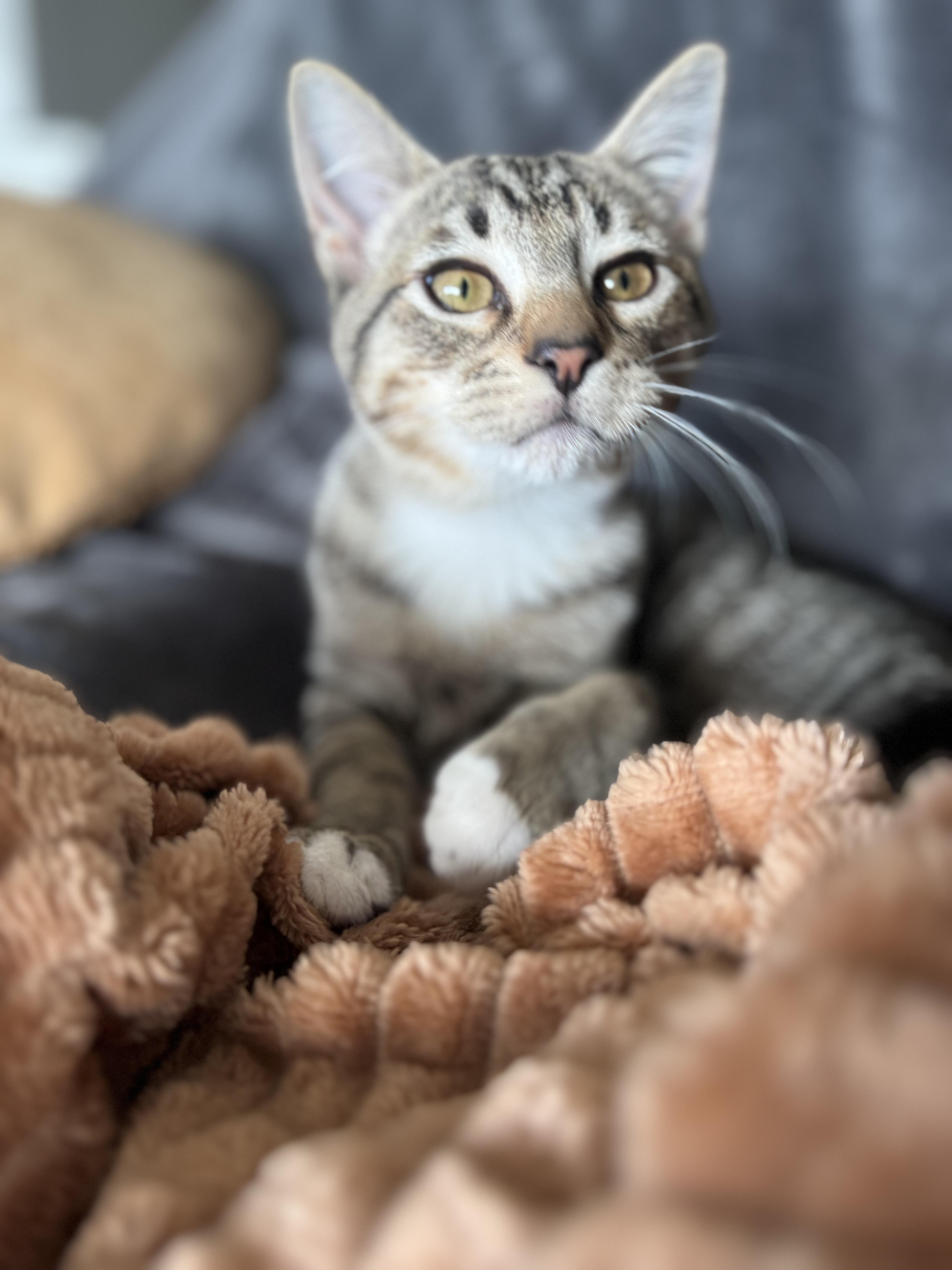 Enlarge Alvin, a Adoptable Domestic Short Hair in Kennewick, WA image 2/4