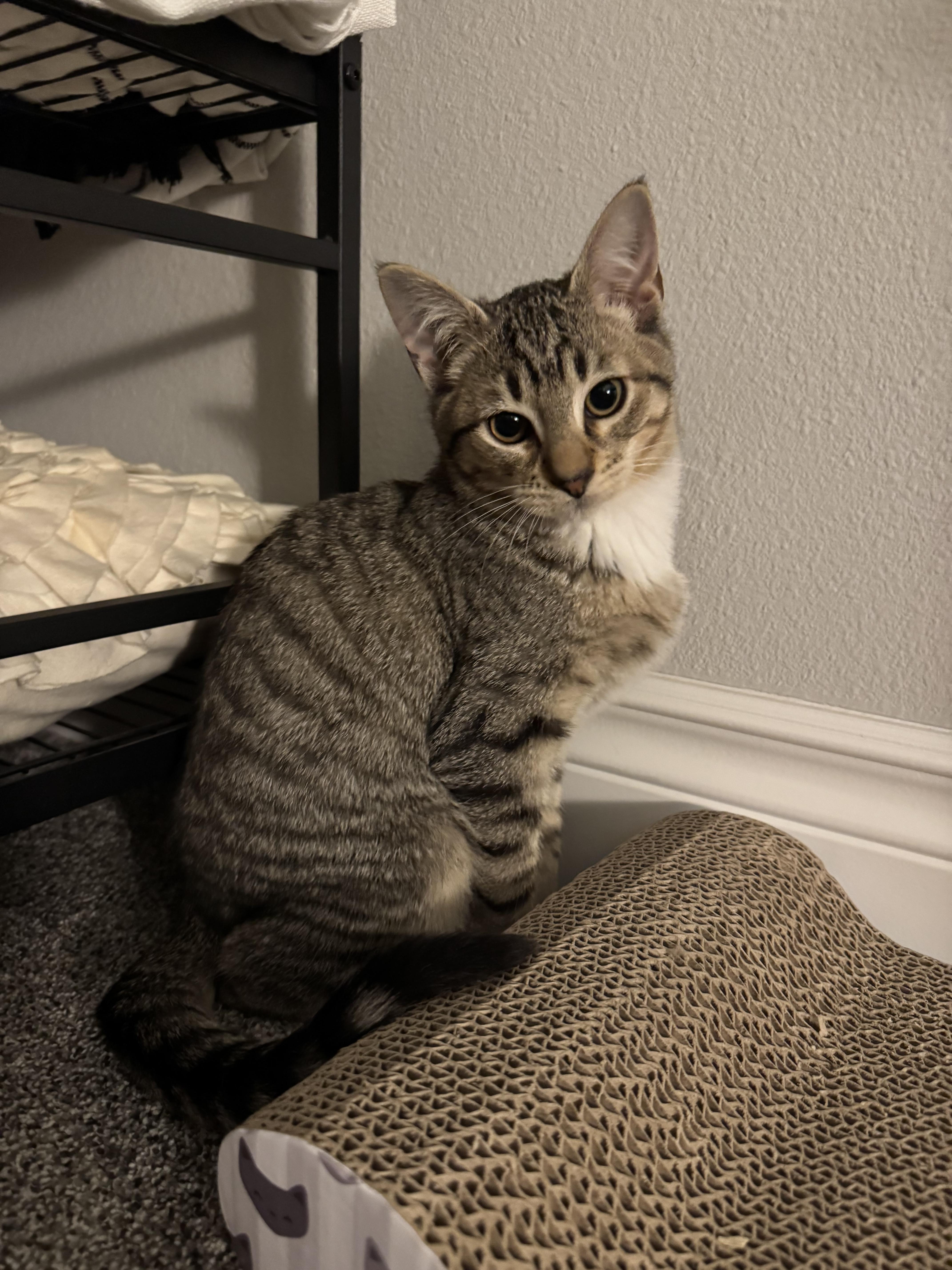 Enlarge Alvin, a Adoptable Domestic Short Hair in Kennewick, WA image 3/4