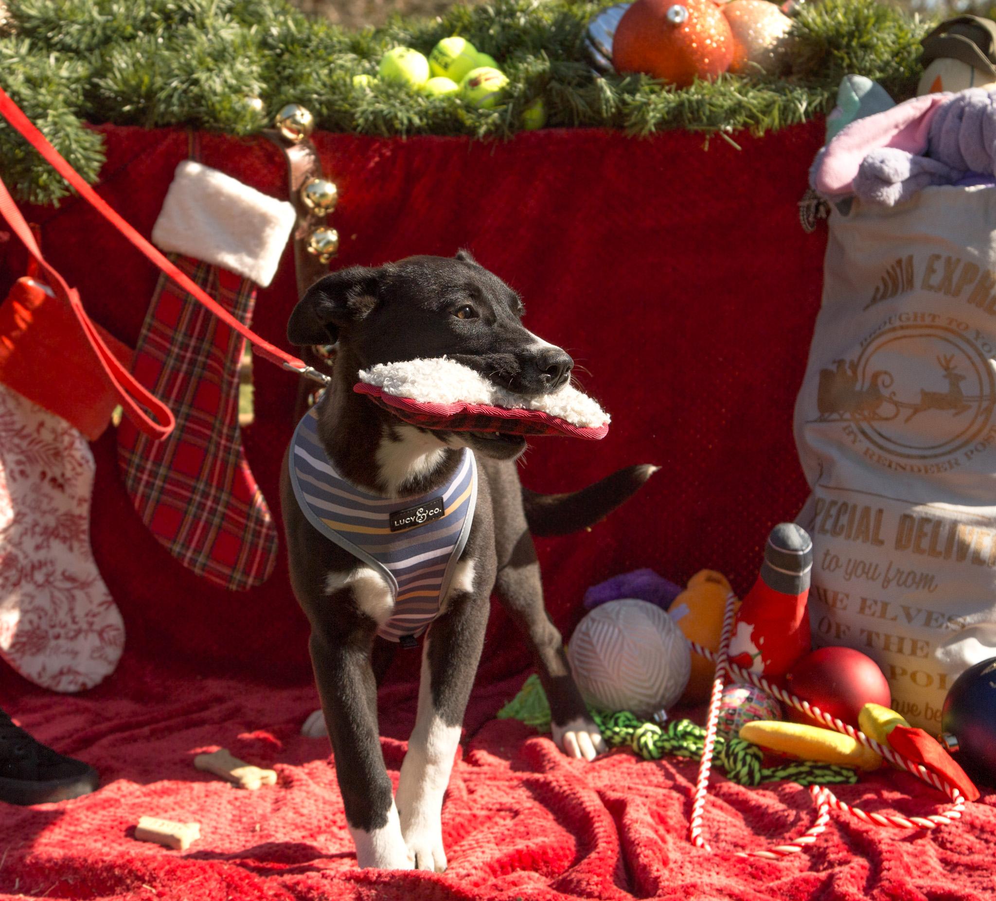 Enlarge Vulpix, a Adoptable mixed breed in stockton, CA image 3/6