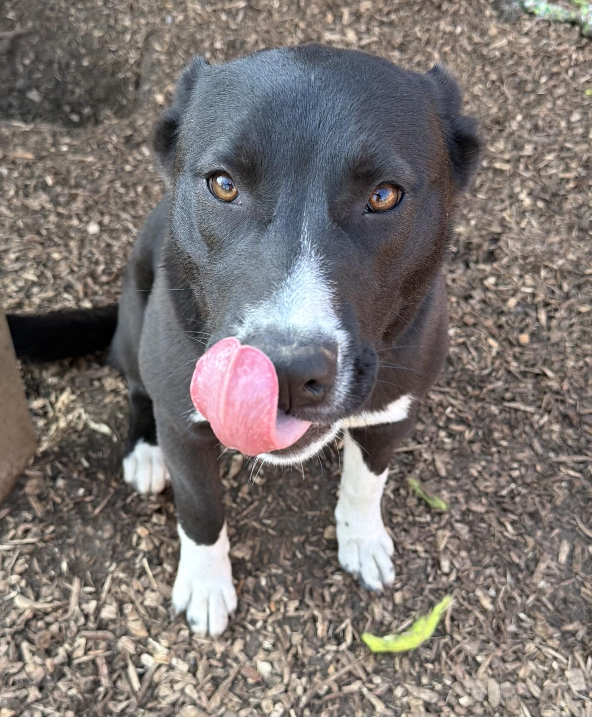Enlarge Vulpix, a Adoptable mixed breed in stockton, CA image 1/6