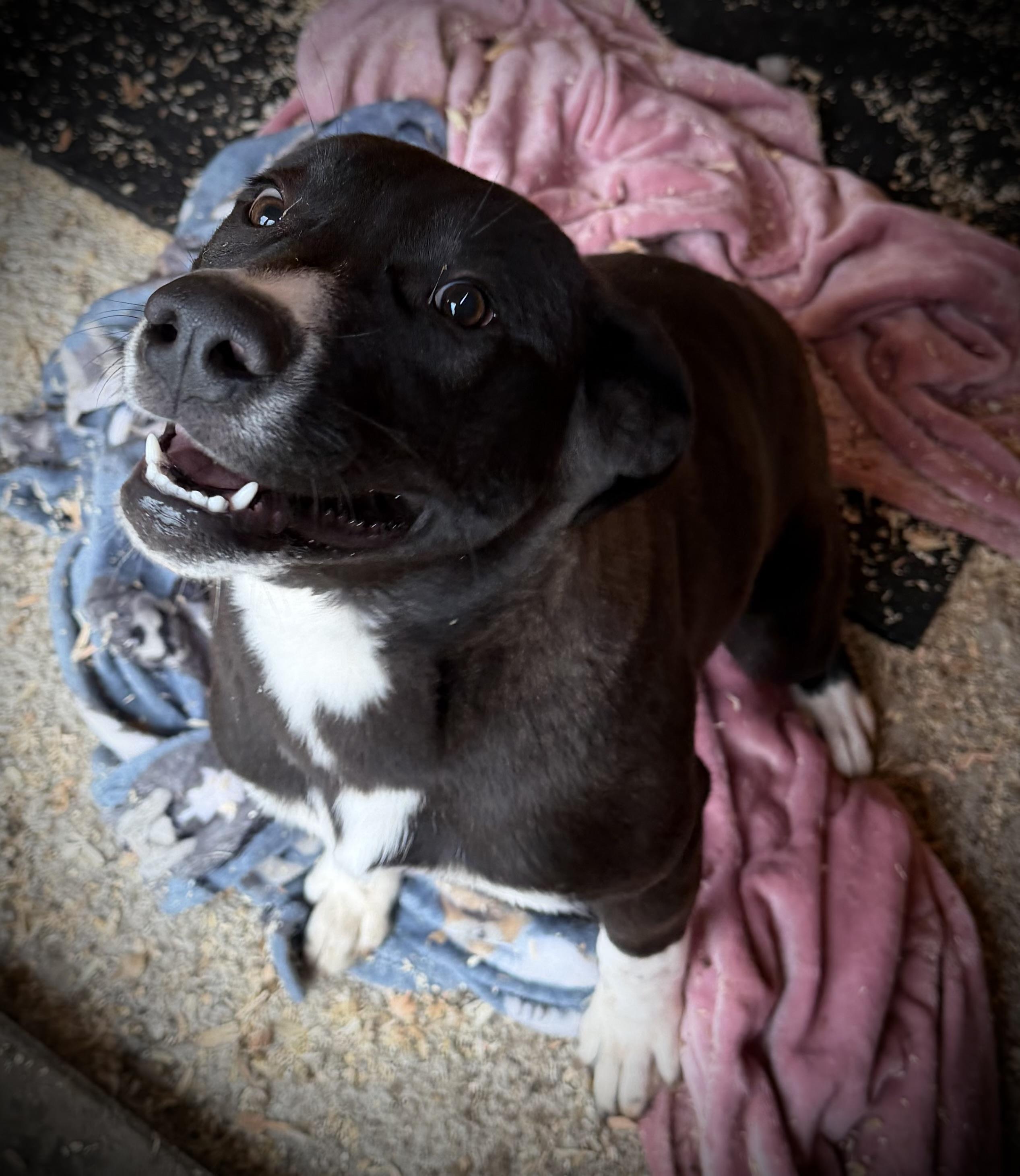 Enlarge Vulpix, a Adoptable mixed breed in stockton, CA image 5/6