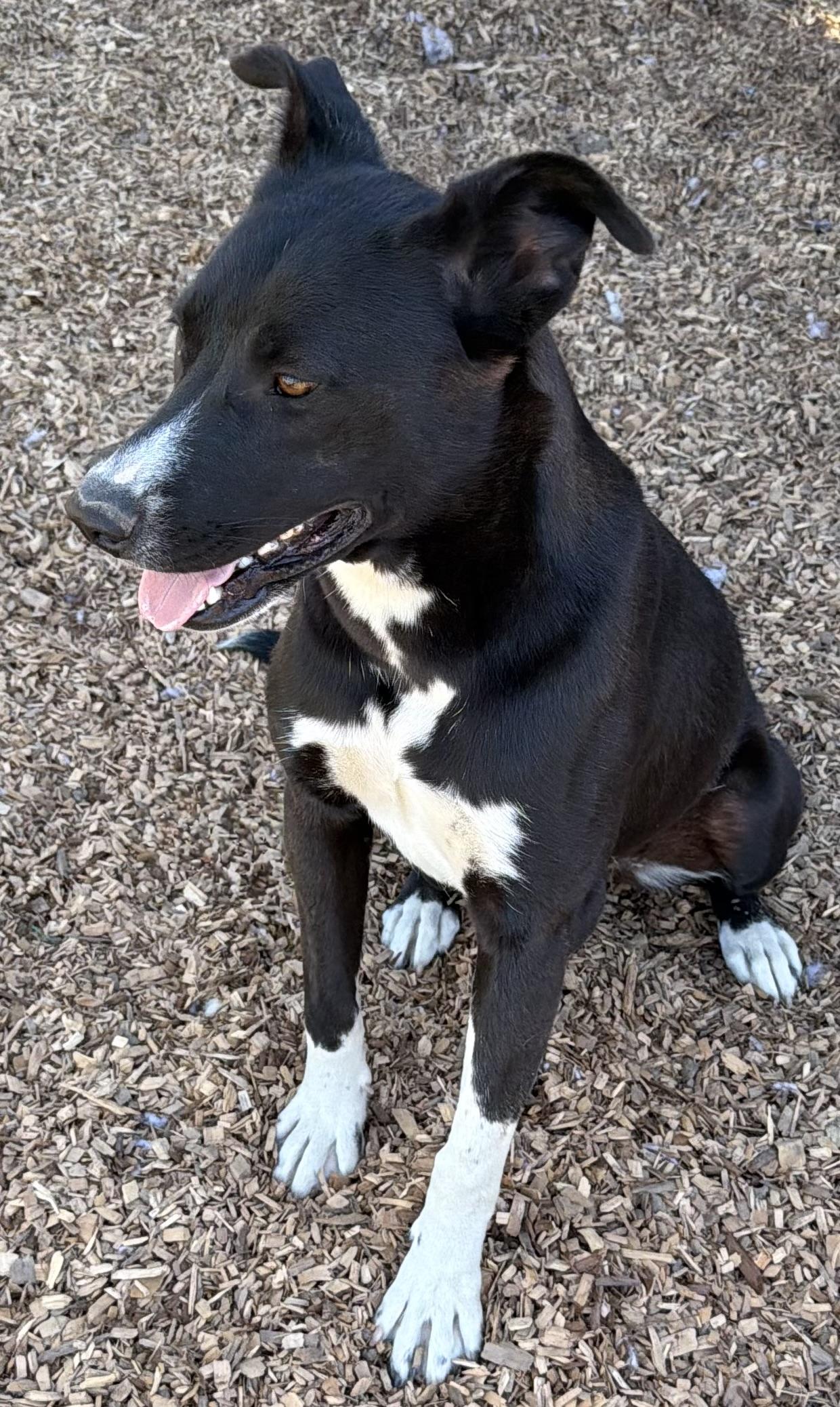 Enlarge Stella, a Adoptable mixed breed in Dublin, CA image 3/5