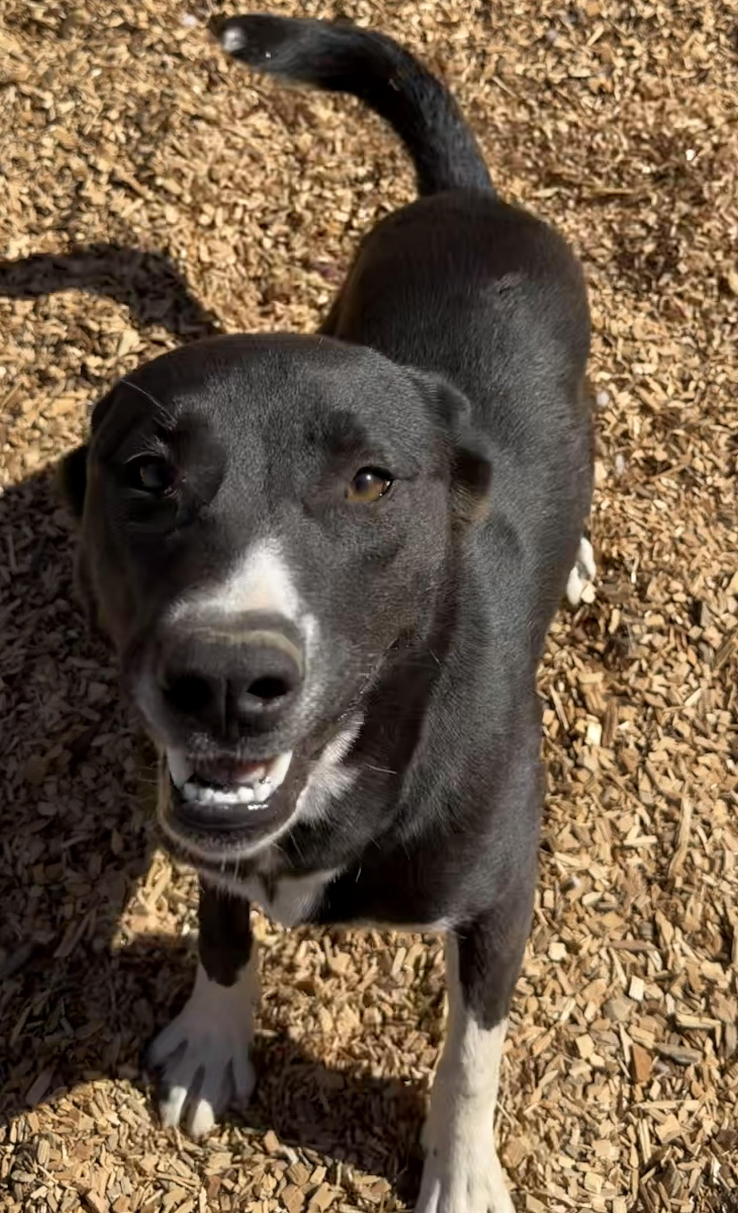 Enlarge Stella, a Adoptable mixed breed in Dublin, CA image 1/5