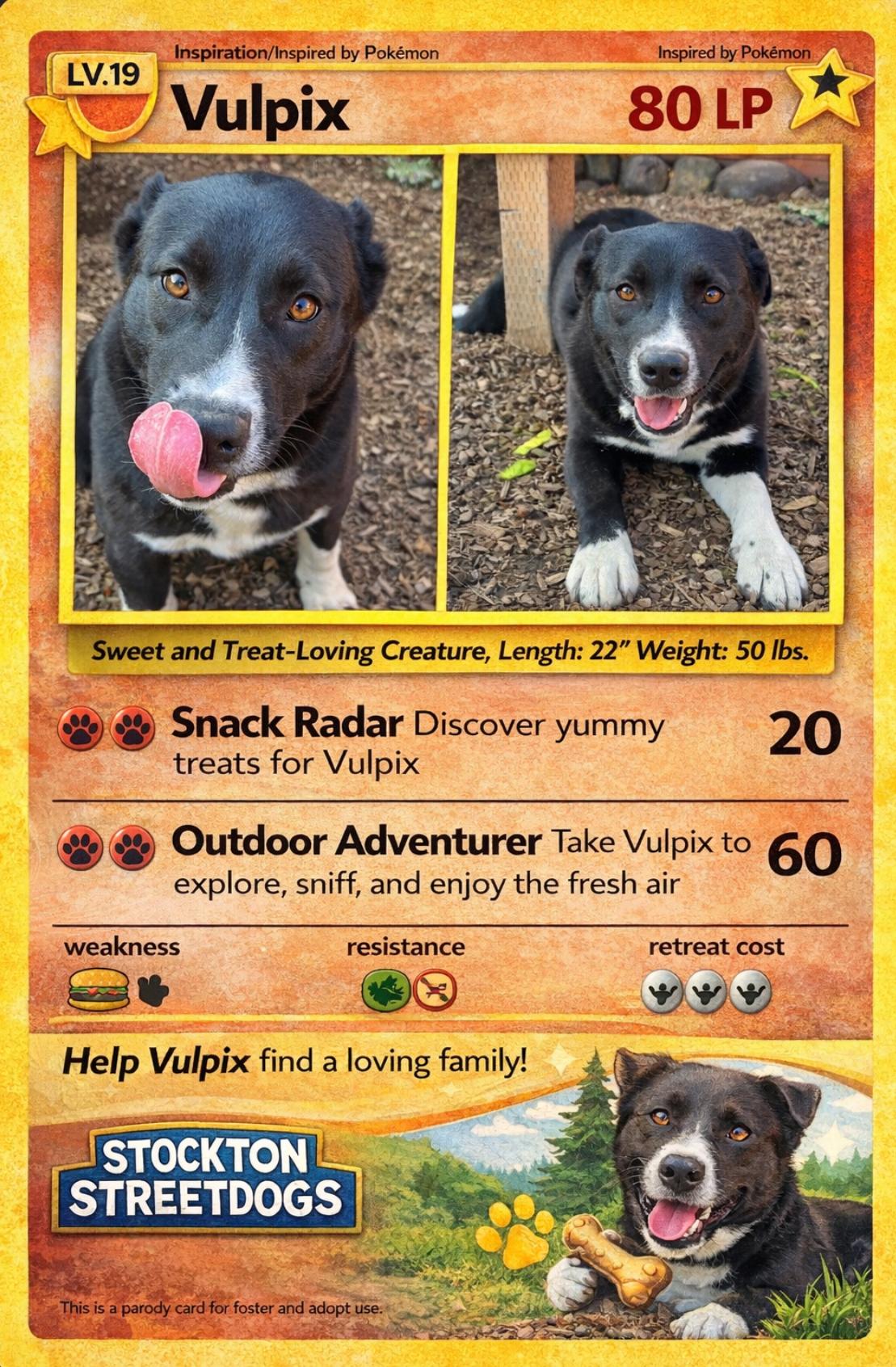 Enlarge Vulpix, a Adoptable mixed breed in stockton, CA image 6/6