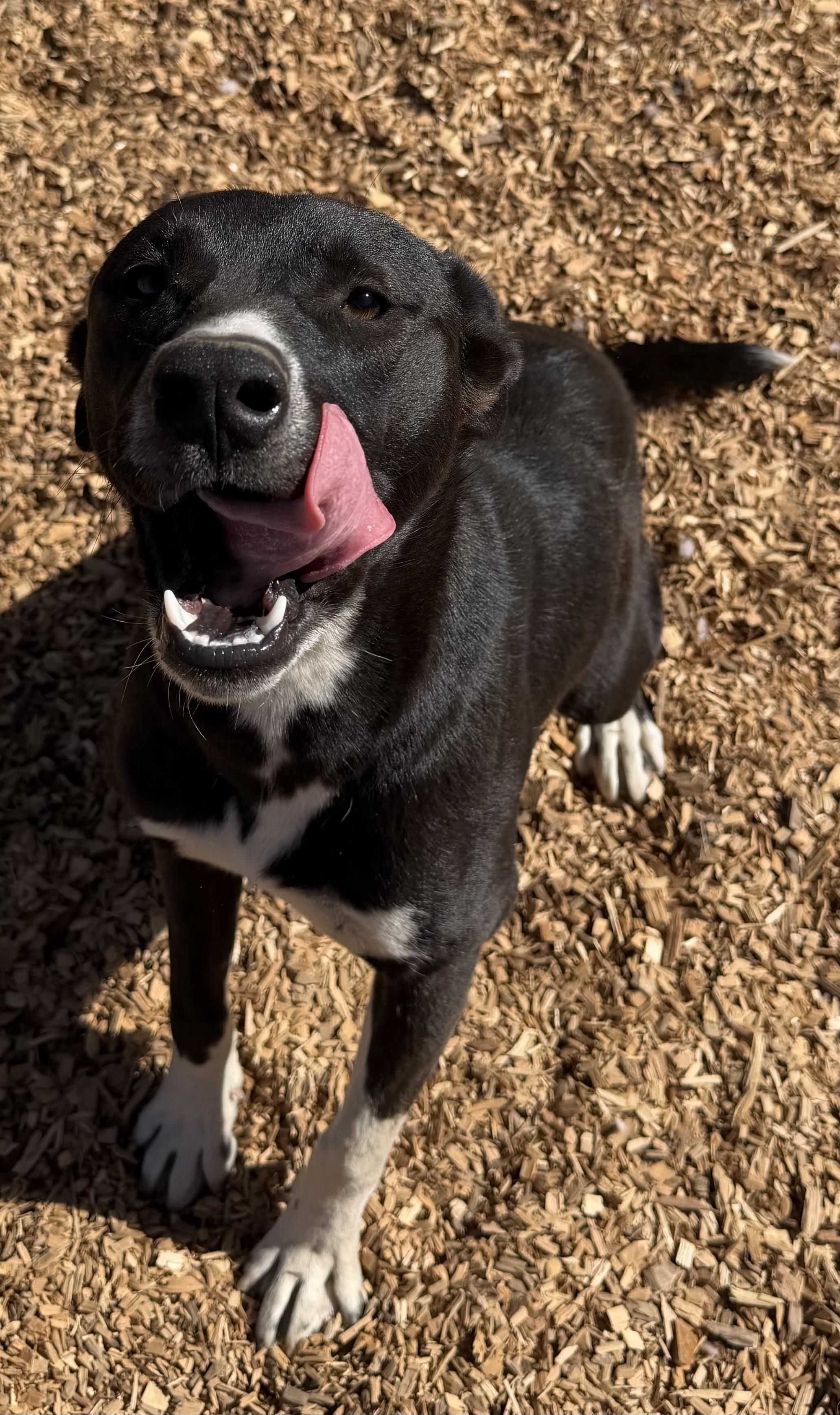 Enlarge Stella, a Adoptable mixed breed in Dublin, CA image 2/5