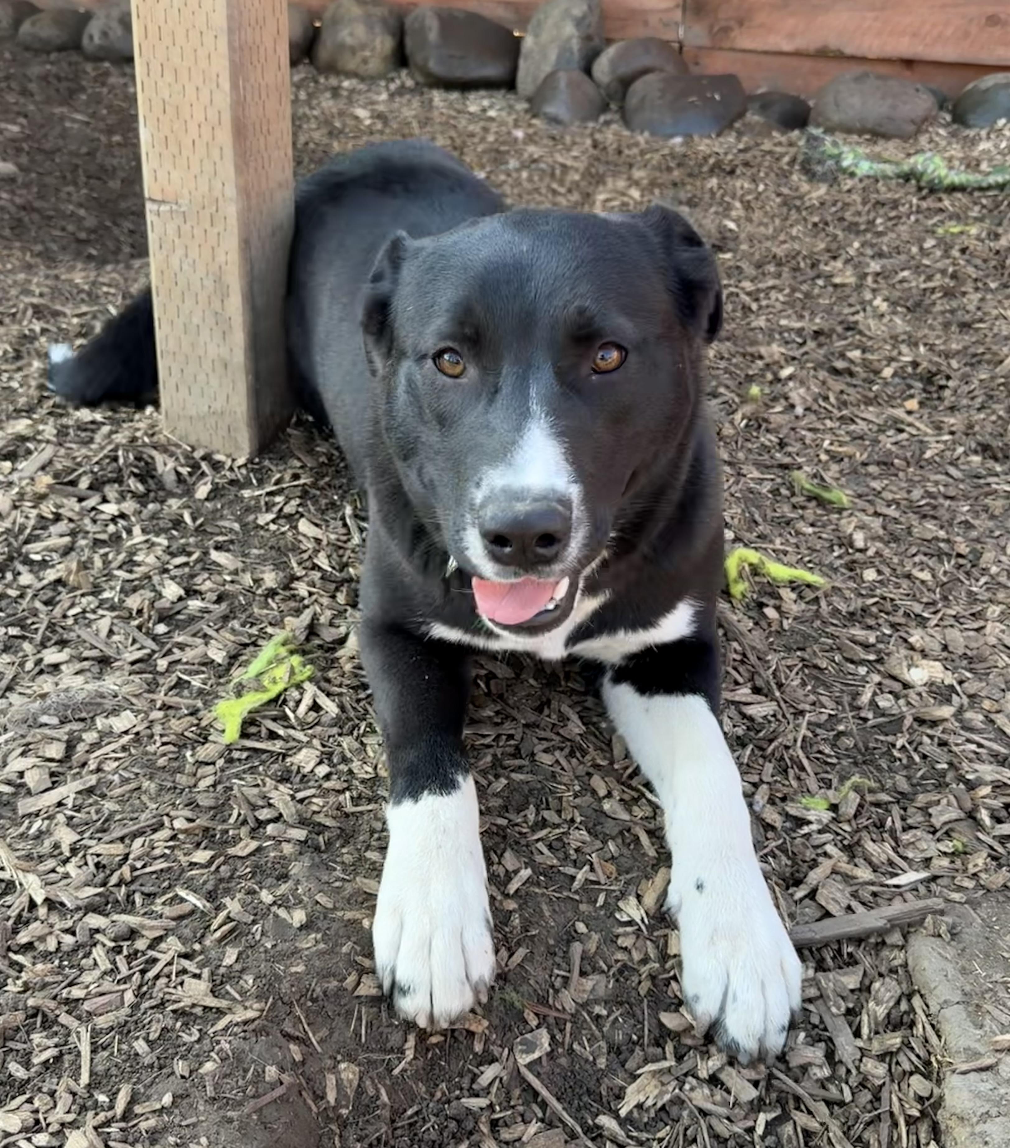 Enlarge Vulpix, a Adoptable mixed breed in stockton, CA image 2/6