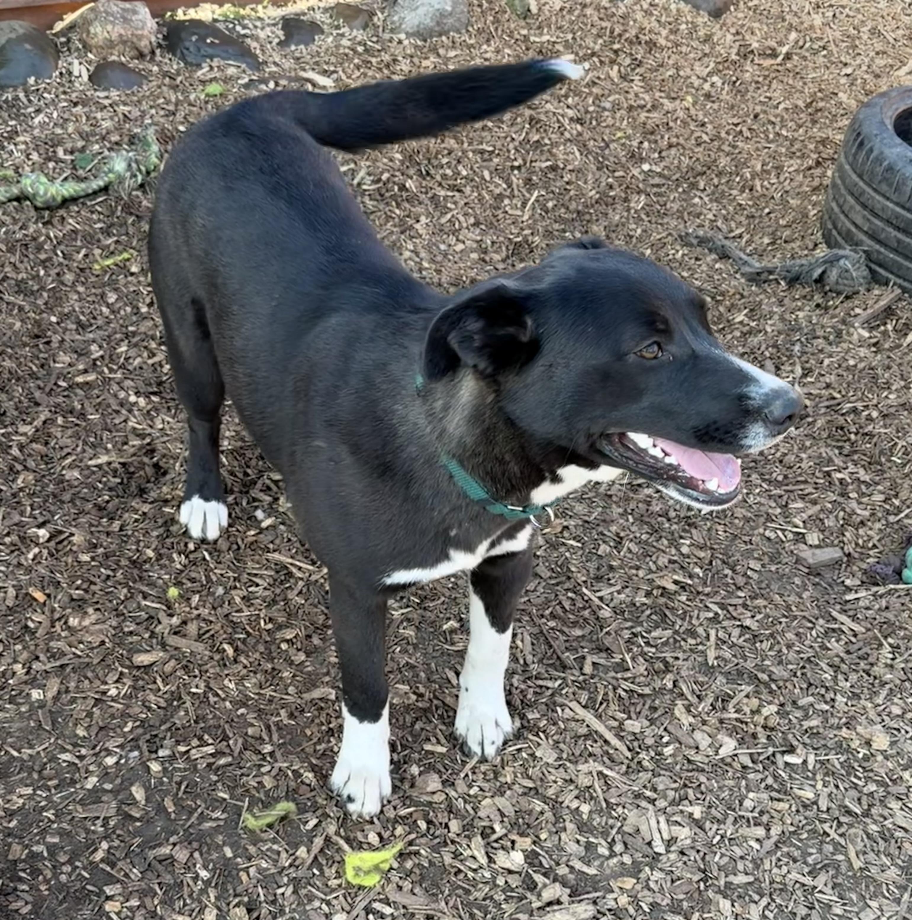 Enlarge Vulpix, a Adoptable mixed breed in stockton, CA image 4/6