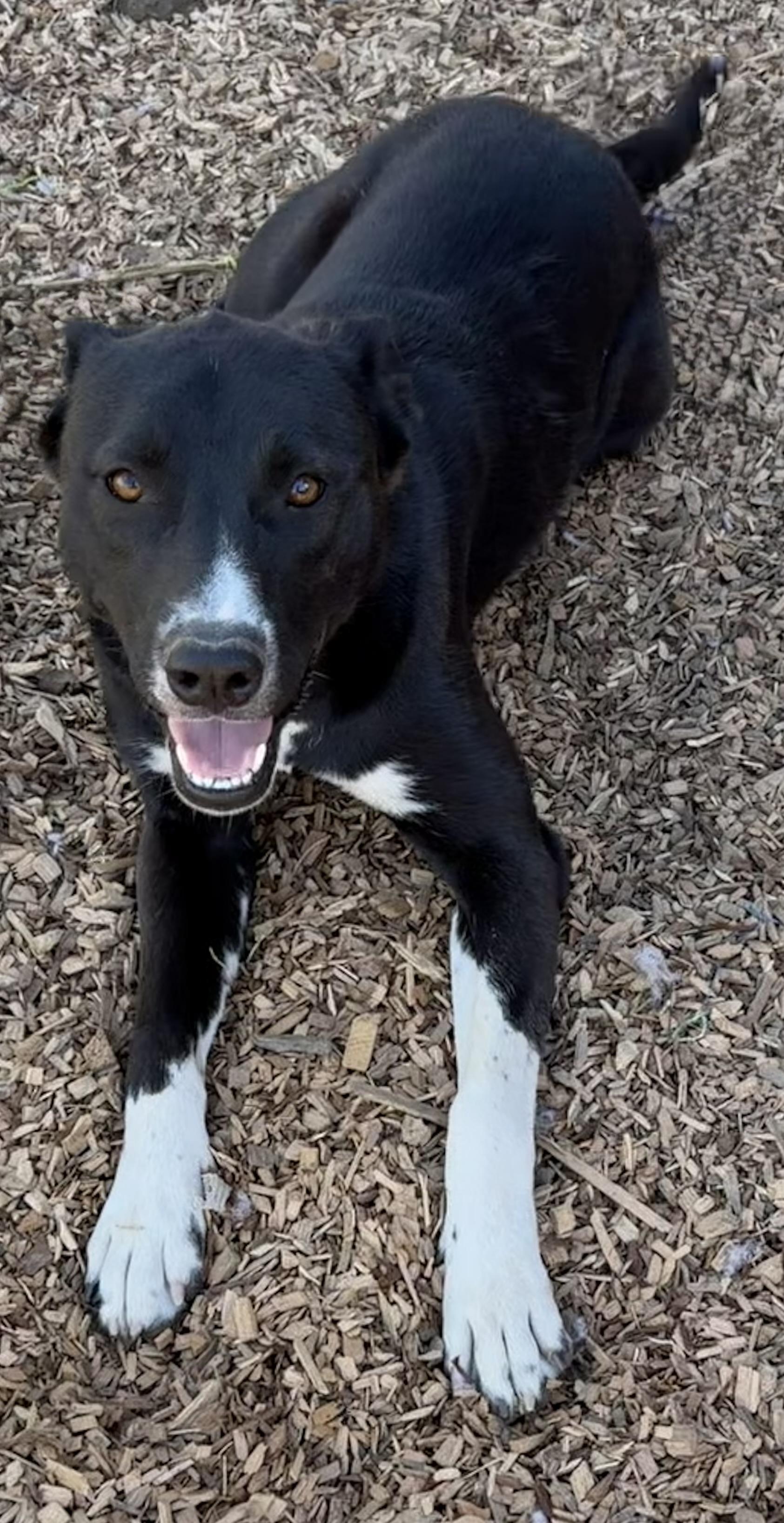 Enlarge Stella, a Adoptable mixed breed in Dublin, CA image 5/5