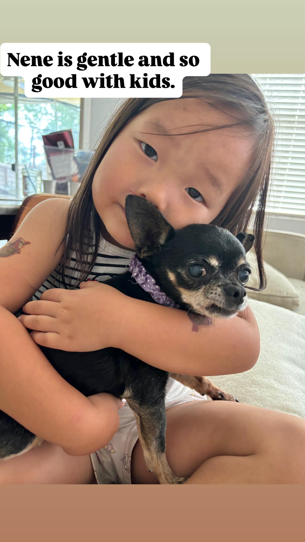 Nene, Adopted, Senior Female Chihuahua.