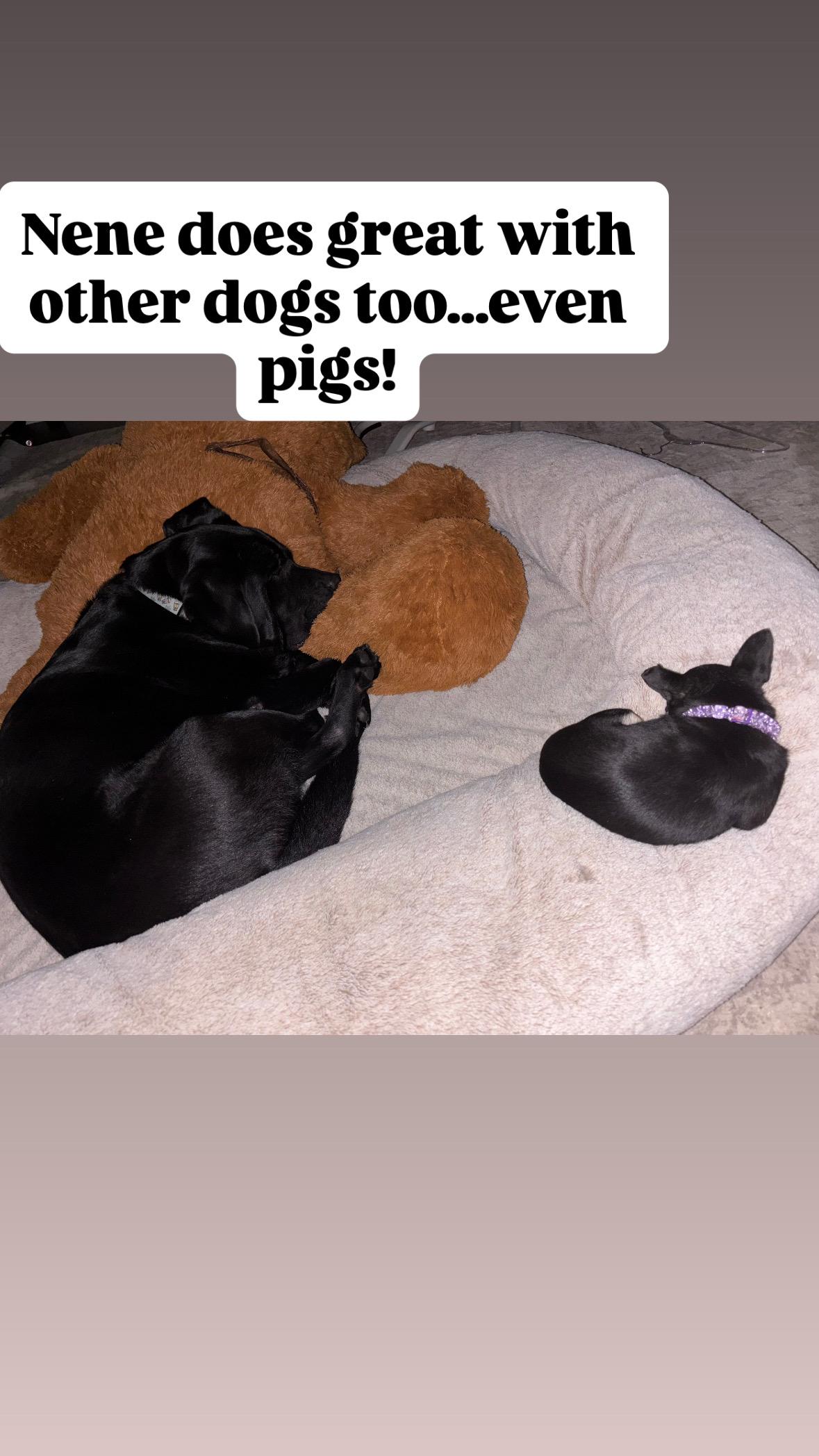 Nene, a Adopted Chihuahua in Rancho Santa Margarita, CA image 2/5