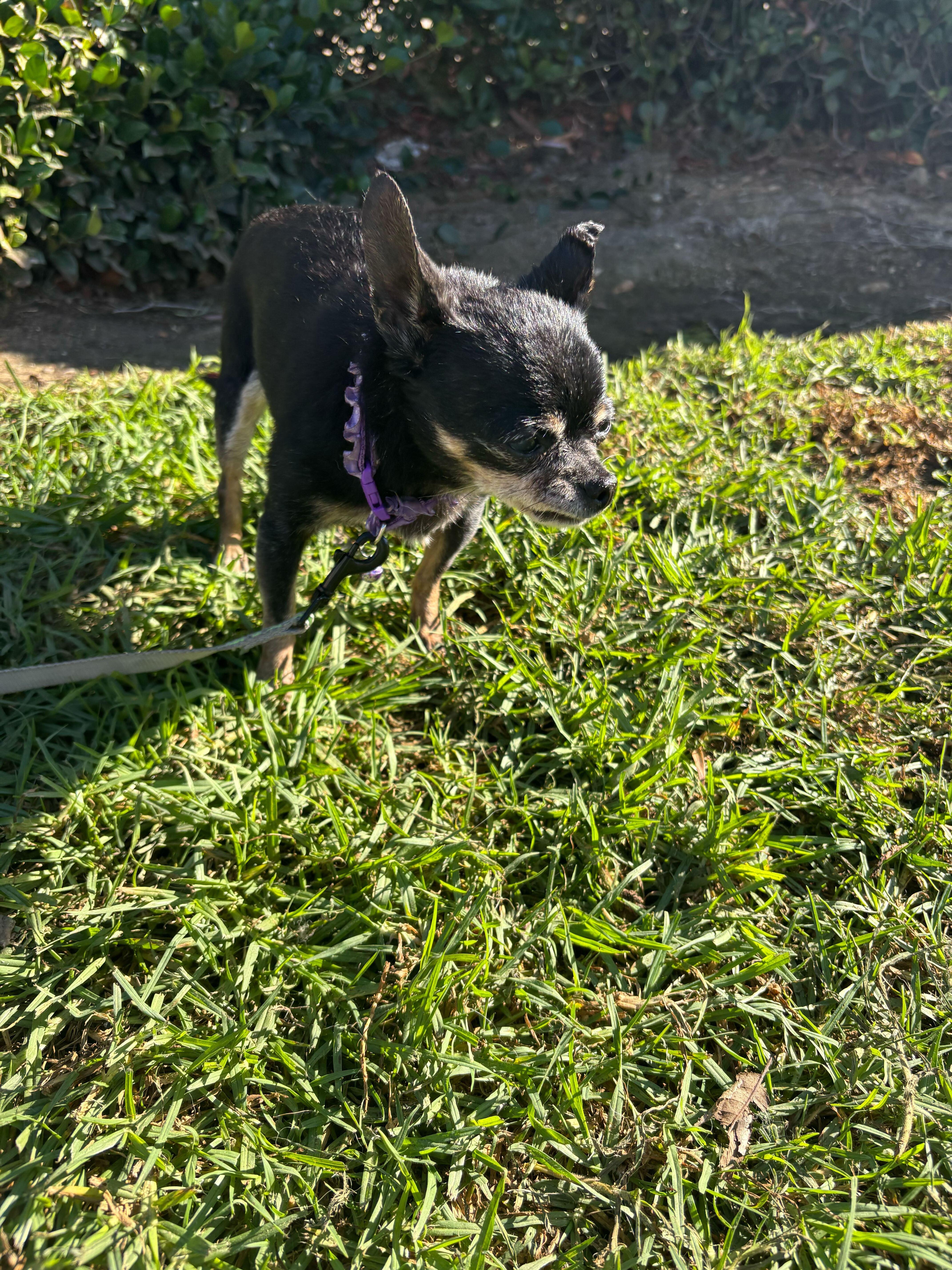 Nene, a Adopted Chihuahua in Rancho Santa Margarita, CA image 3/5
