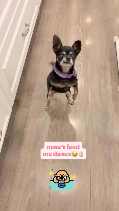 Enlarge Nene, a Adopted Chihuahua in Rancho Santa Margarita, CA video 4/5