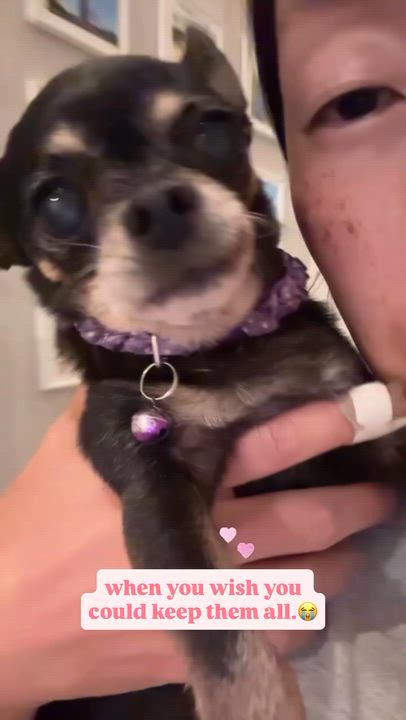 Enlarge Nene, a Adopted Chihuahua in Rancho Santa Margarita, CA video 5/5