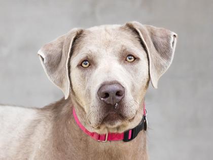 Enlarge Hans, a Adoptable mixed breed in Longmont, CO image 2/3