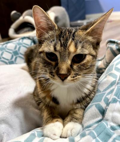 Saffron, a ADOPTABLE Domestic Short Hair in Mississauga, ON image 2/6