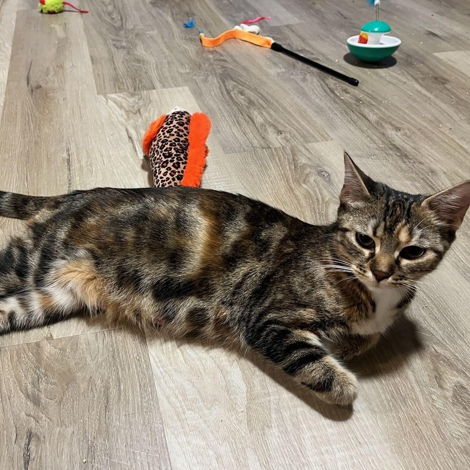 Saffron, a ADOPTABLE Domestic Short Hair in Mississauga, ON image 1/6