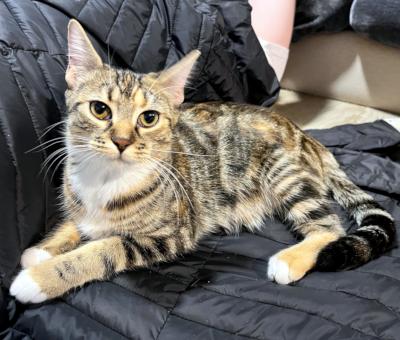 Saffron, a ADOPTABLE Domestic Short Hair in Mississauga, ON image 4/6