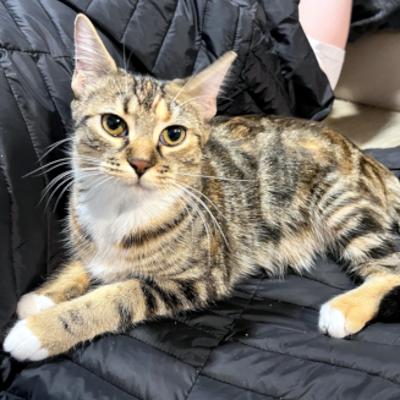 Saffron, a ADOPTABLE Domestic Short Hair in Mississauga, ON image 6/6
