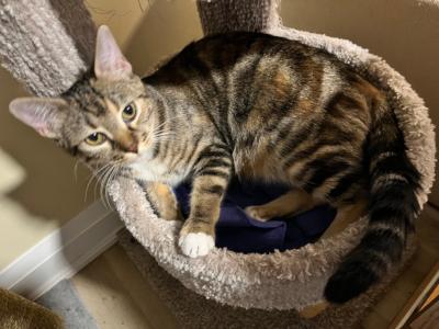Saffron, a ADOPTABLE Domestic Short Hair in Mississauga, ON image 5/6