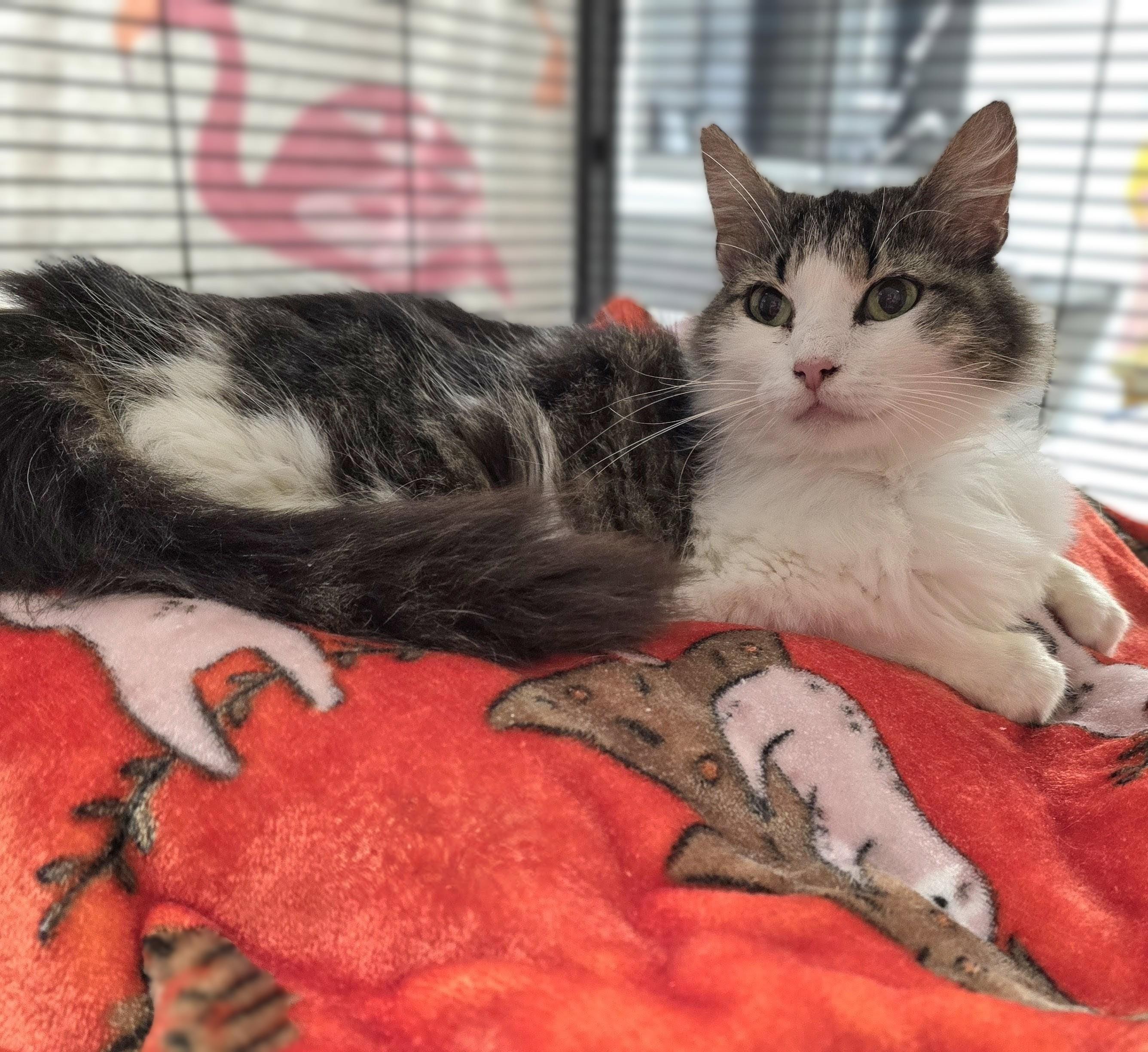 Enlarge Bootsie, a ADOPTABLE mixed breed in Mount Carmel, IL image 1/2
