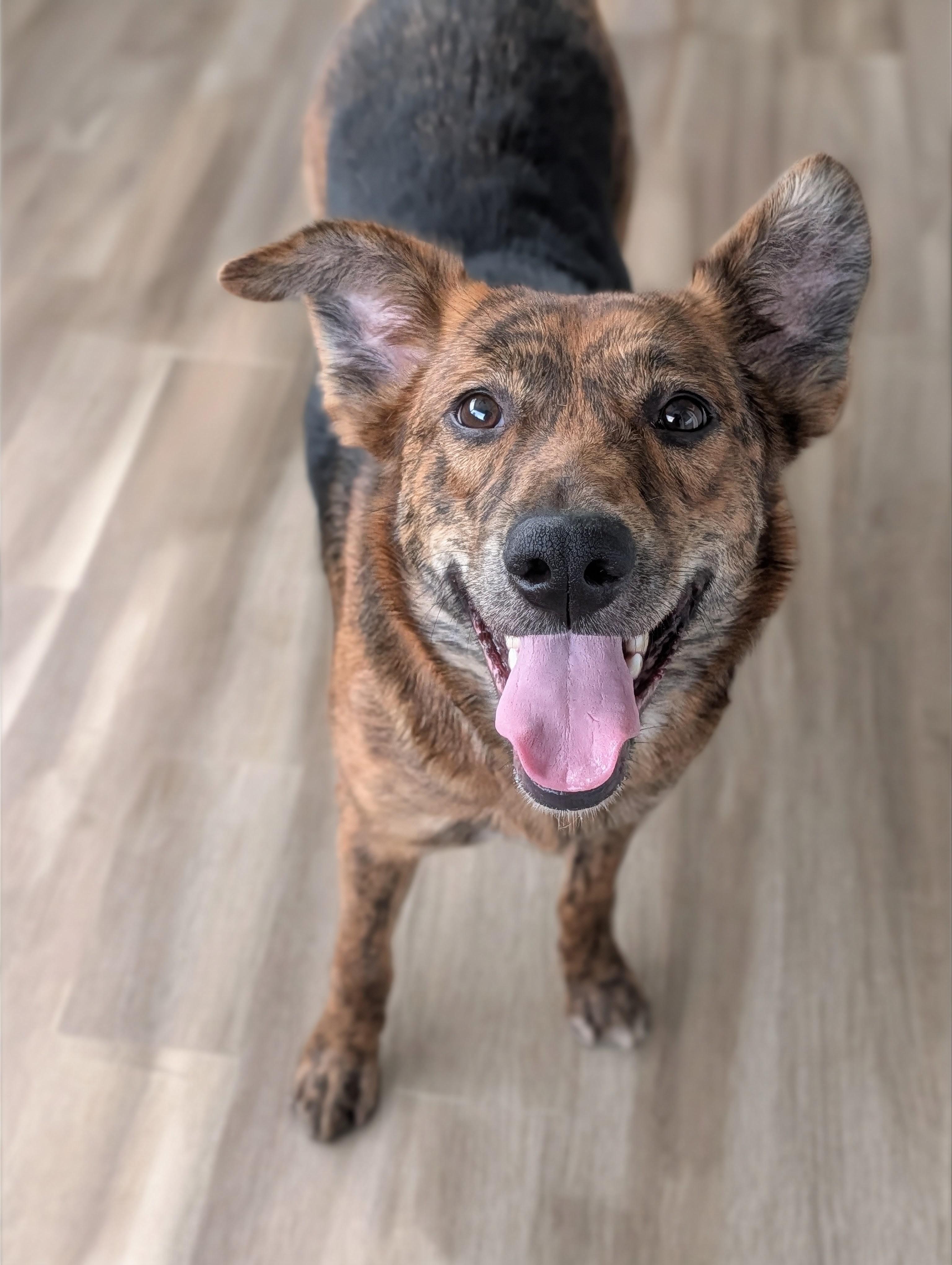 Enlarge Amber , a Adoptable mixed breed in Baton Rouge, LA image 1/4