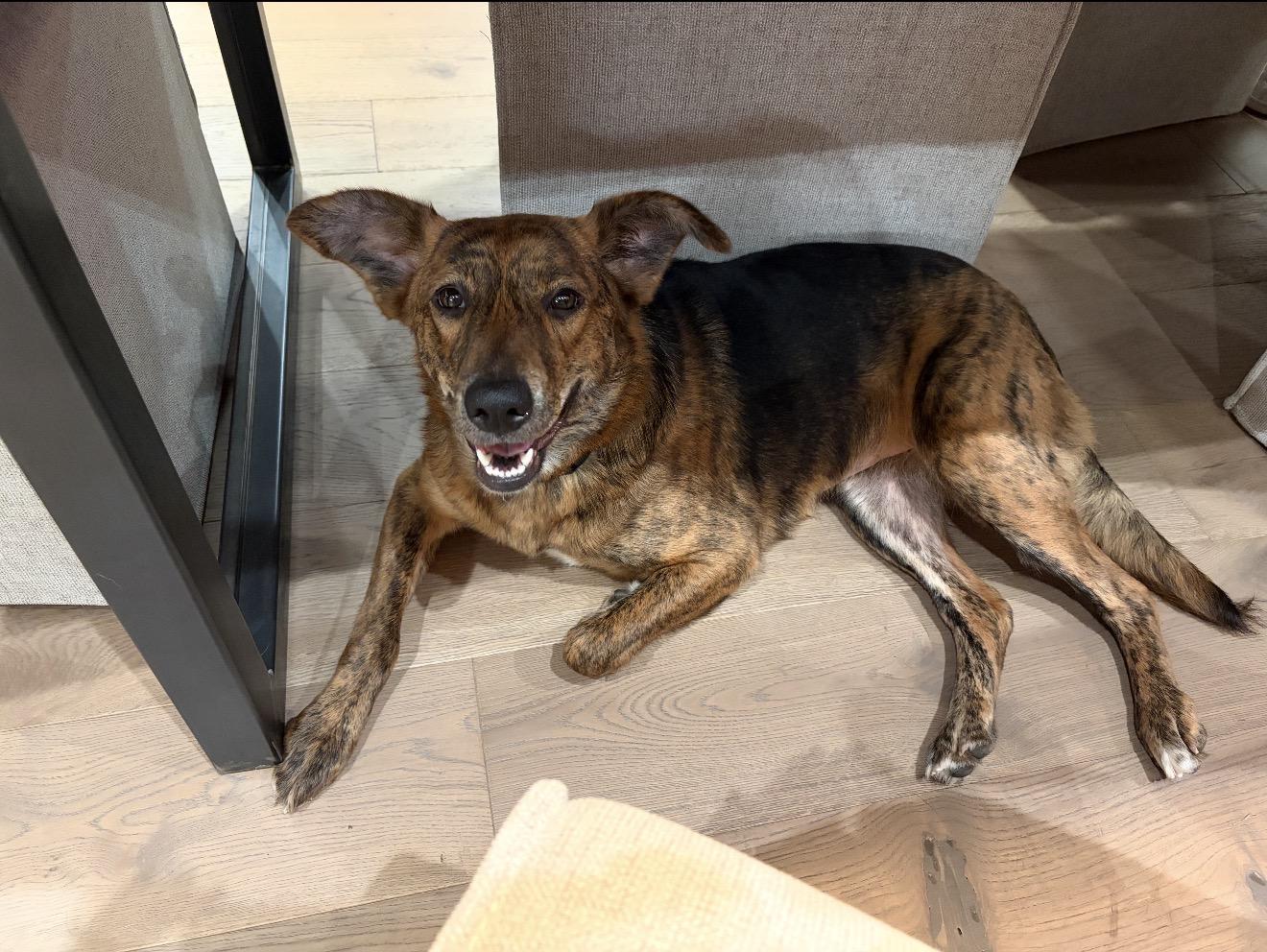 Enlarge Amber , a Adoptable mixed breed in Baton Rouge, LA image 4/4