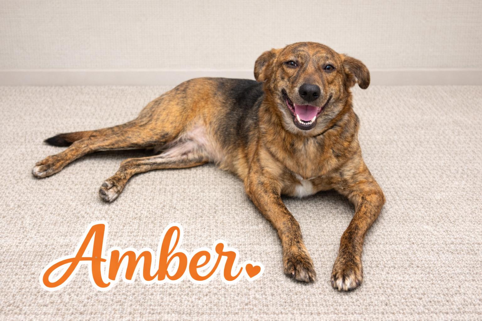Enlarge Amber , a Adoptable mixed breed in Baton Rouge, LA image 2/4