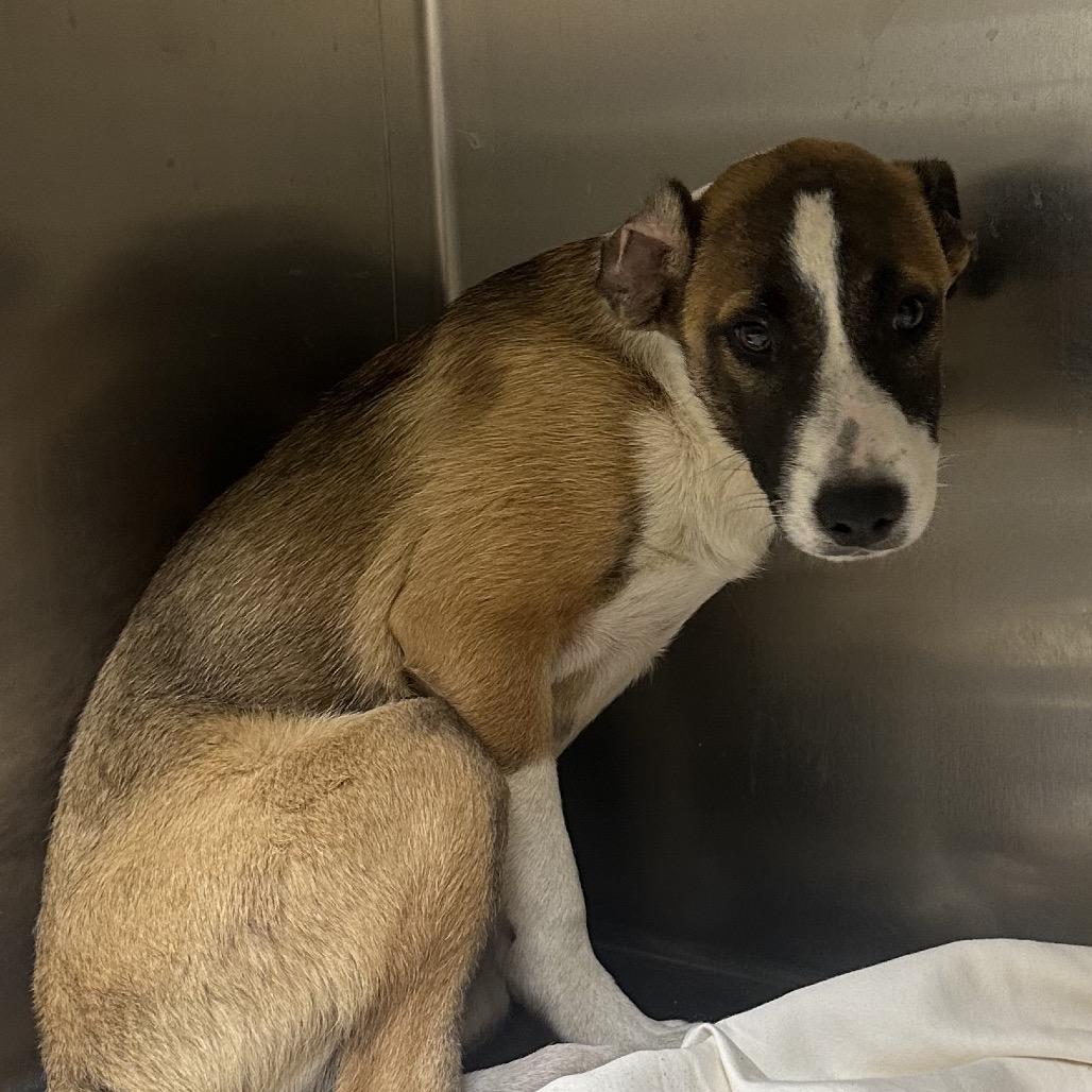 Earthworm, Adoptable, Puppy Male Mixed Breed.