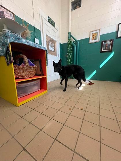 Pepper, Adoptable, Adult Male German Shepherd Dog & Mixed Breed.