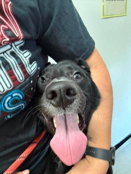 Enlarge Pepper, a Adoptable mixed breed in Scottsbluff, NE image 2/3