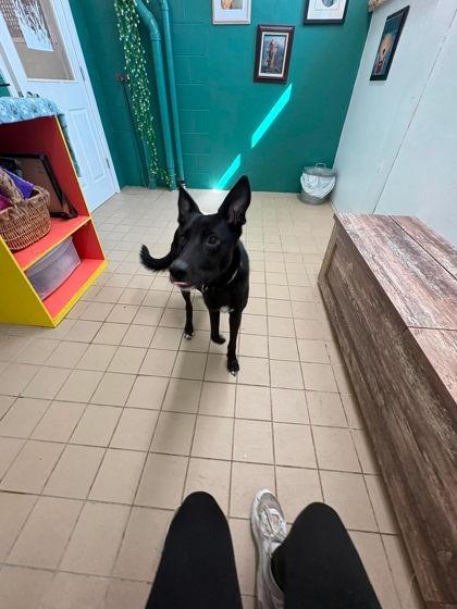 Enlarge Pepper, a Adoptable mixed breed in Scottsbluff, NE image 3/3